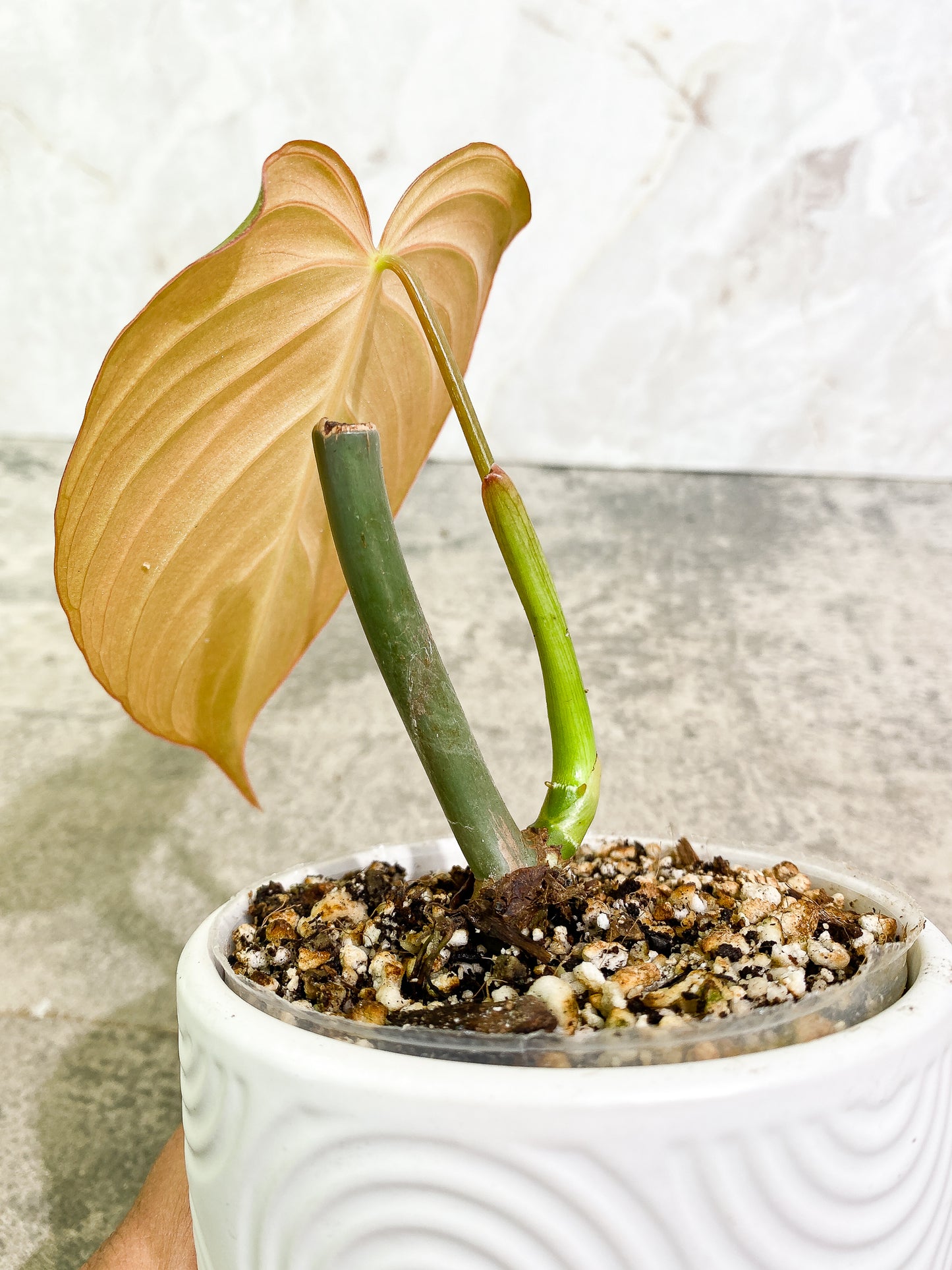 Philodendron Glorious 1 leaf slightly rooted