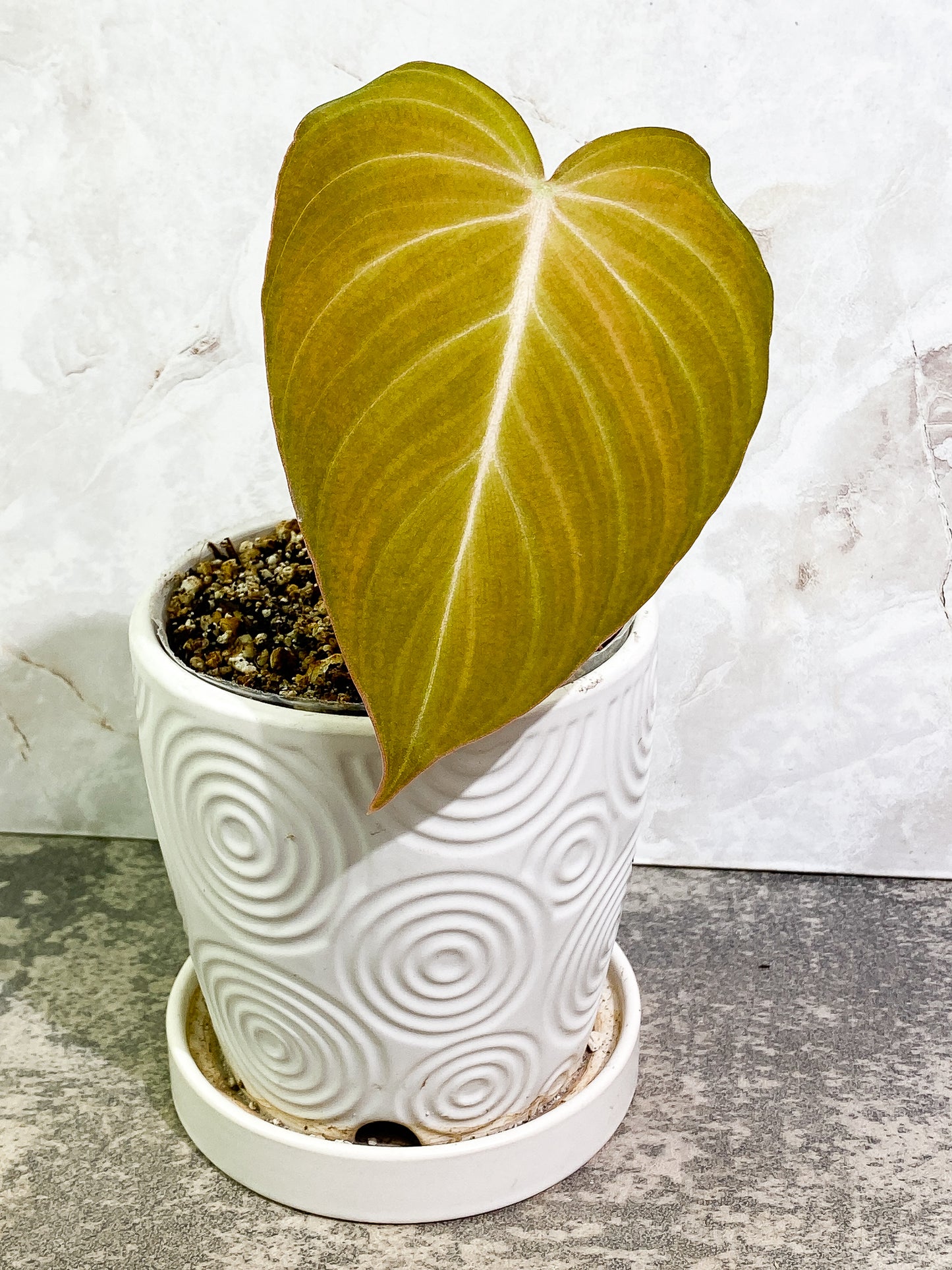 Philodendron Glorious 1 leaf slightly rooted