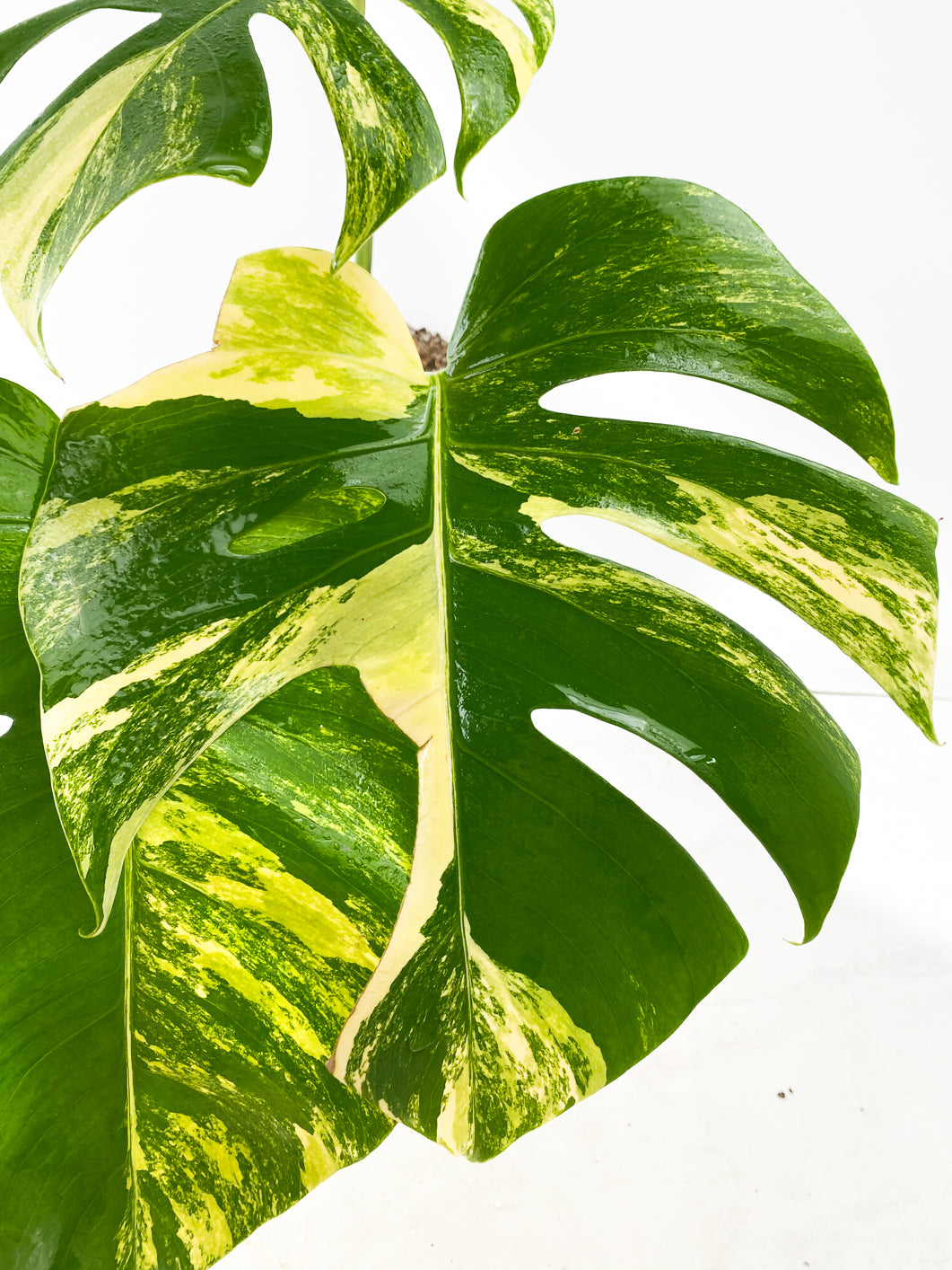 Monstera Aurea Tricolor Slightly Rooted 3 leaves 3 growing buds