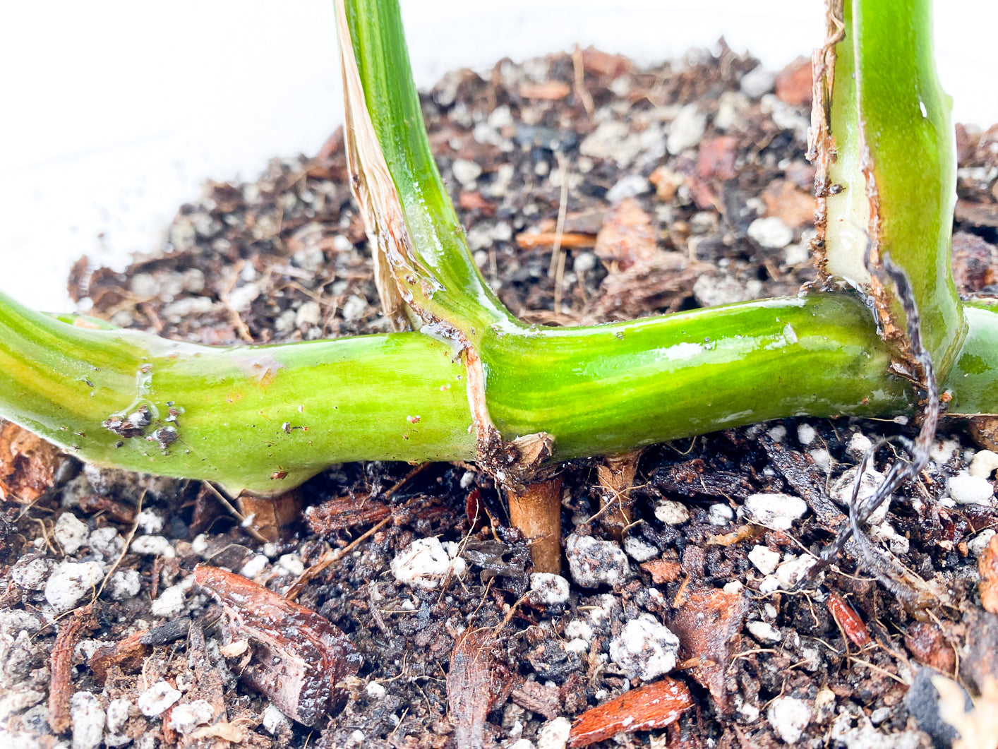 Monstera Aurea Tricolor Slightly Rooted 3 leaves 3 growing buds