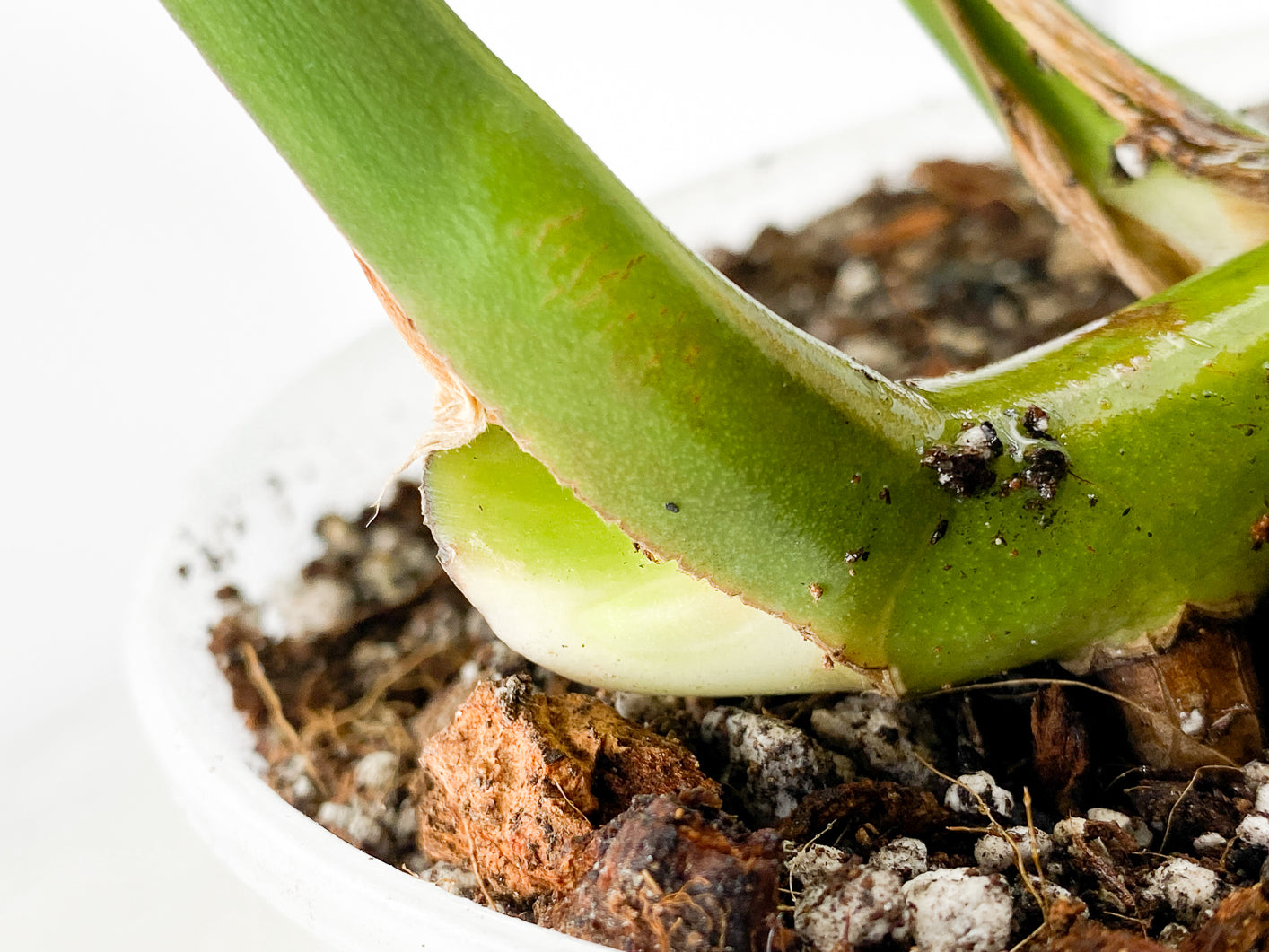 Monstera Aurea Tricolor Slightly Rooted 3 leaves 3 growing buds