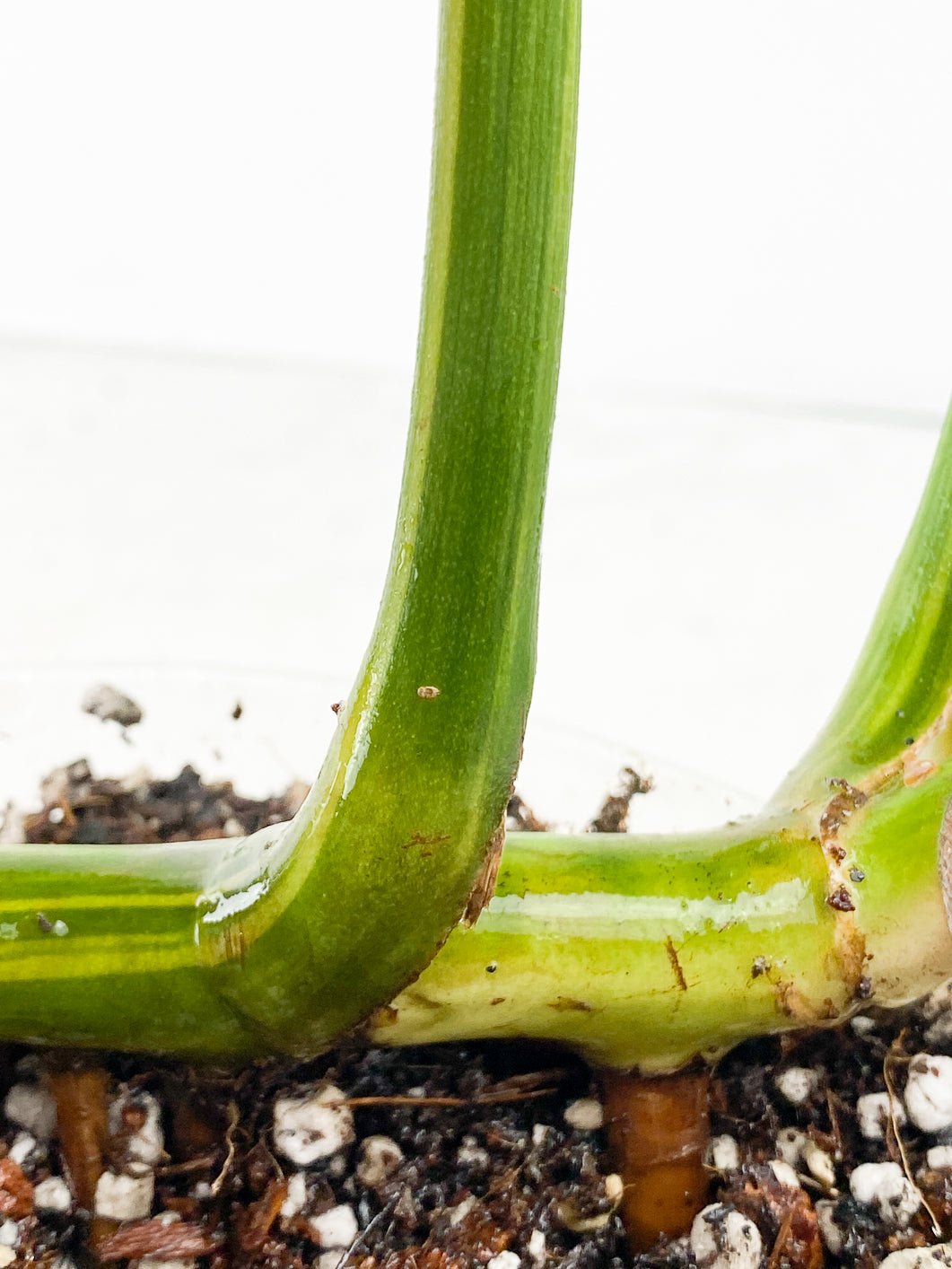 Monstera Aurea Tricolor Slightly Rooted 3 leaves 3 growing buds