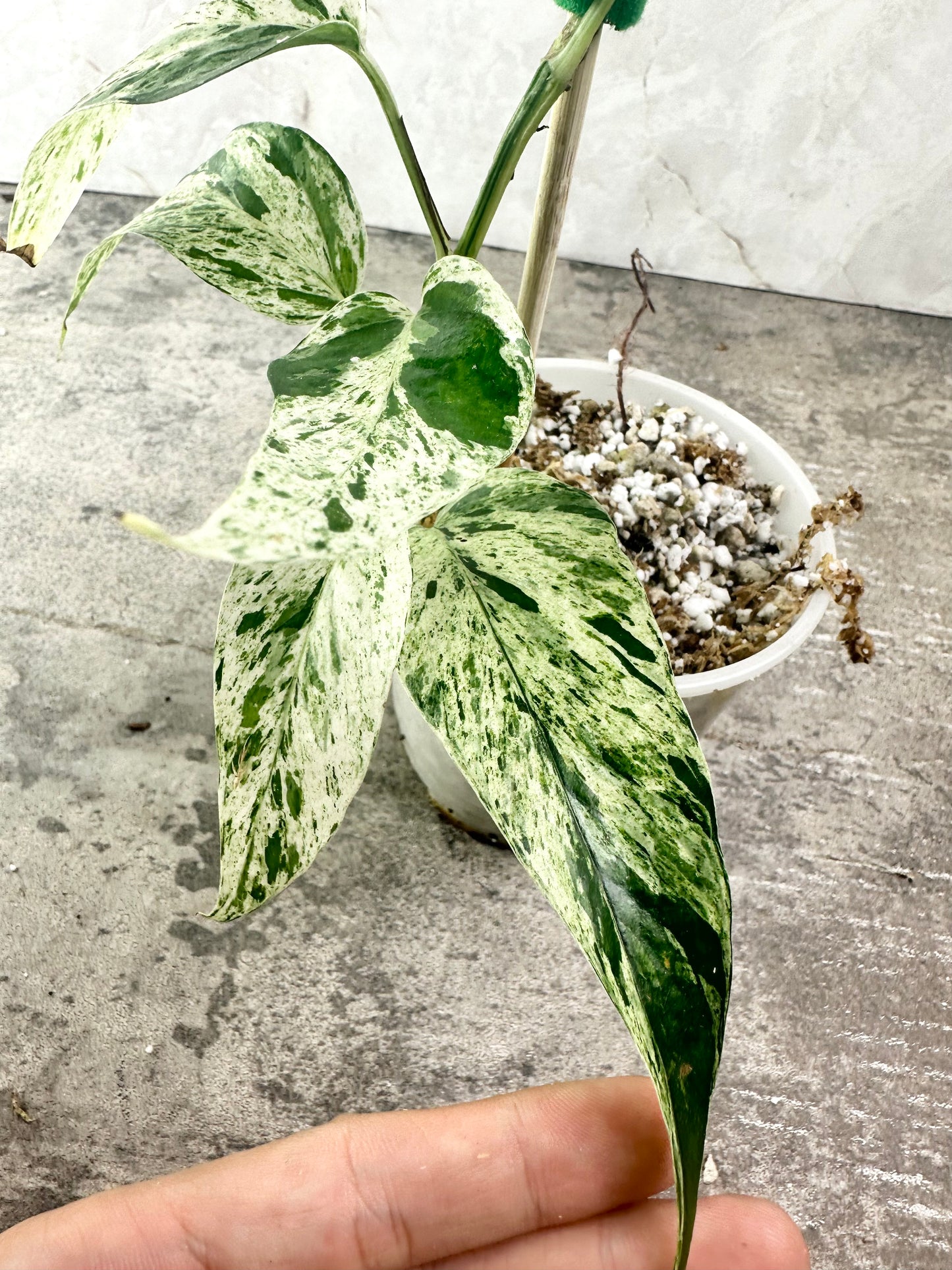 Epipremnum pinnatum MARBLE [growers choice] – PlantMadness