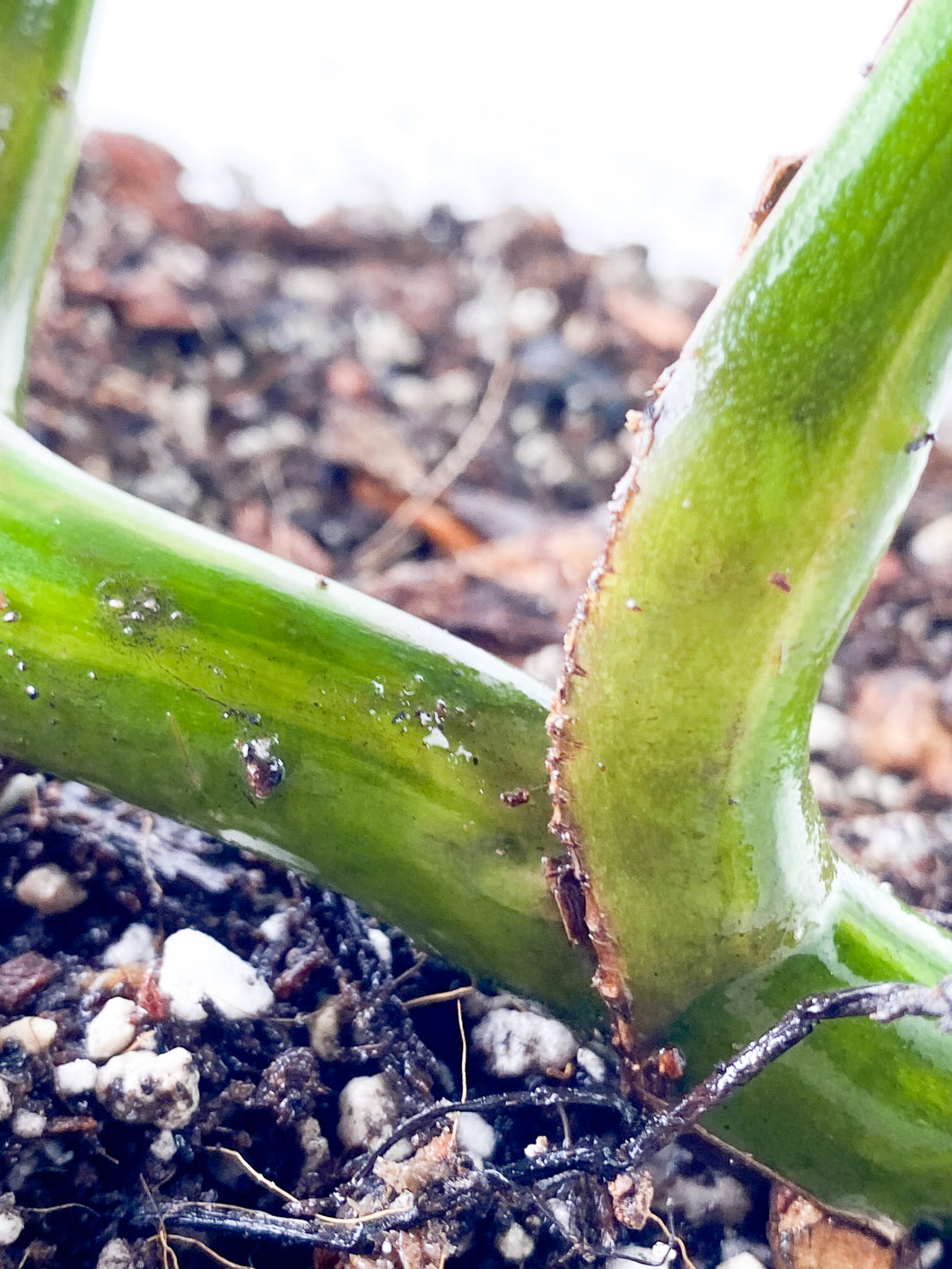 Monstera Aurea Tricolor Slightly Rooted 3 leaves 3 growing buds