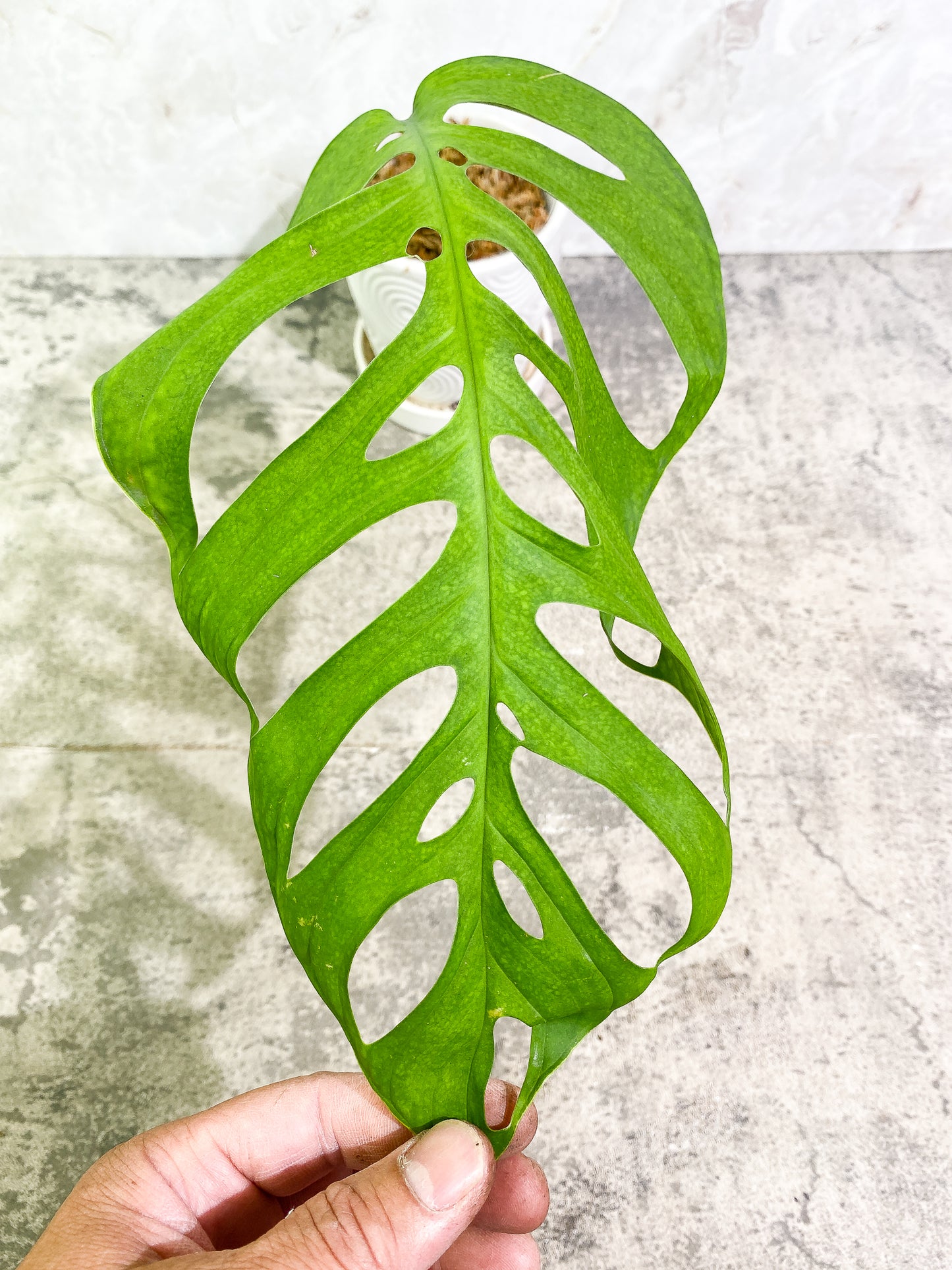 Monstera Esqueleto 1 leaf (11') 1 growing bud rooted