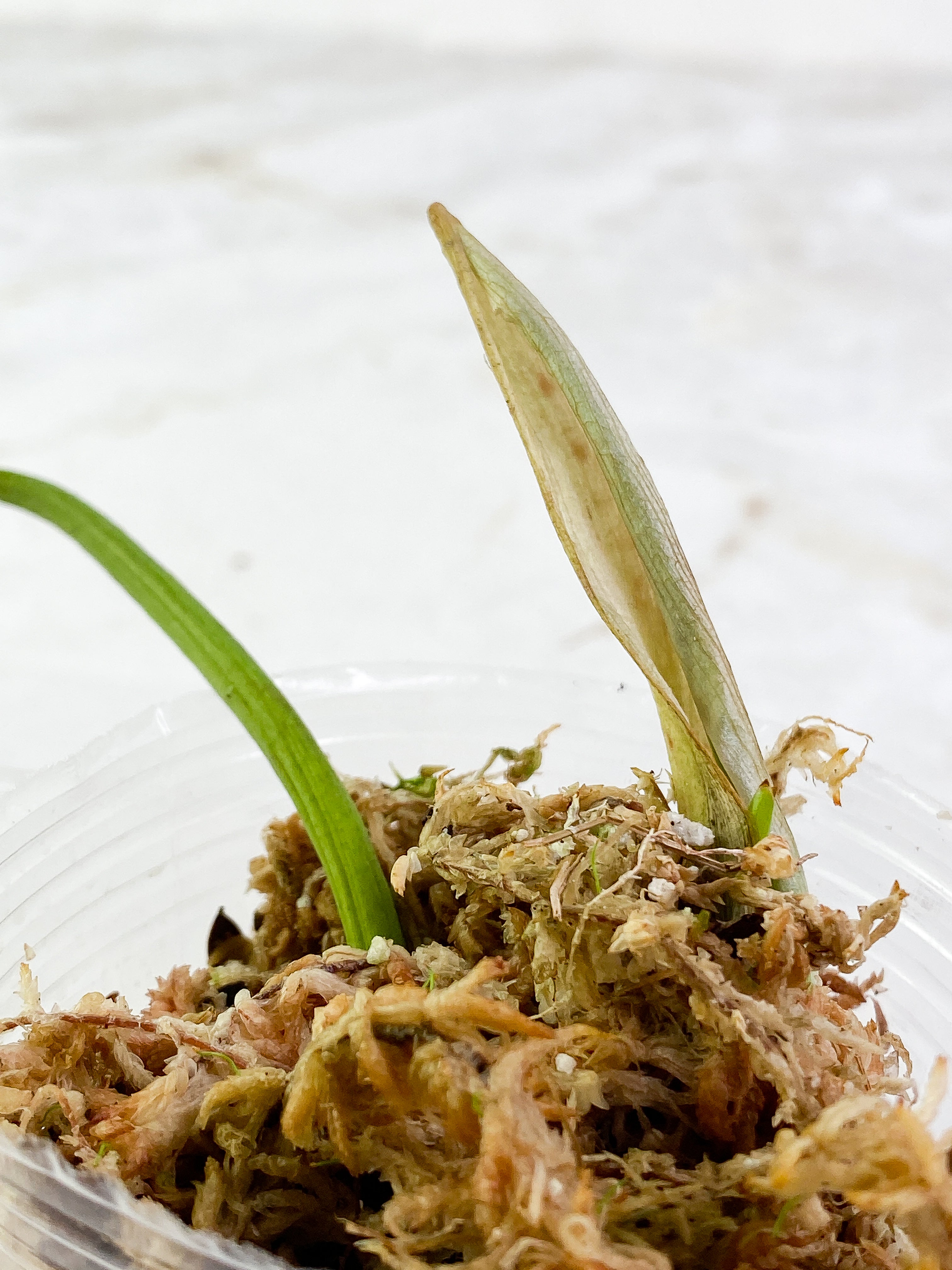 Philodendron Paraiso Verde 1 leaf 1 sprout Rooting Top Cutting