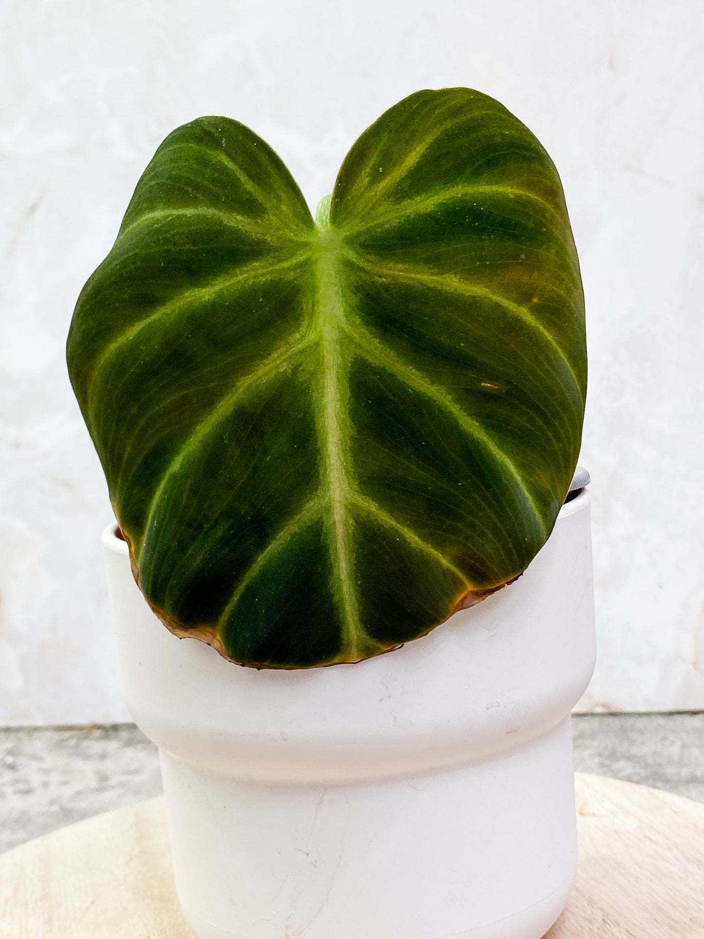Philodendron Luxurians rooted 1 leaf 1 sprout top cutting