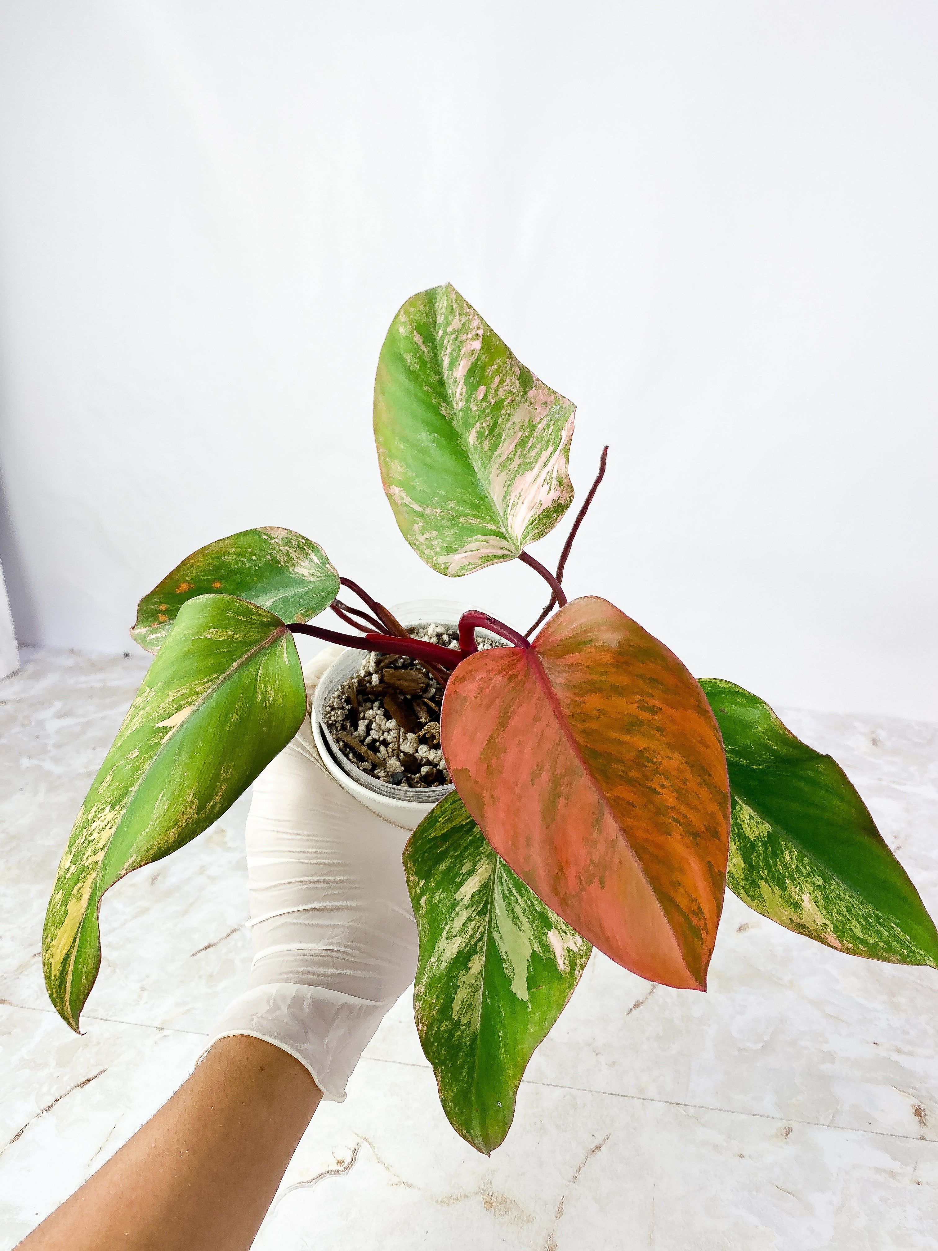 Philodendron Strawberry Shake  Rooted 1 leaf 1 sprout Highly Variegated