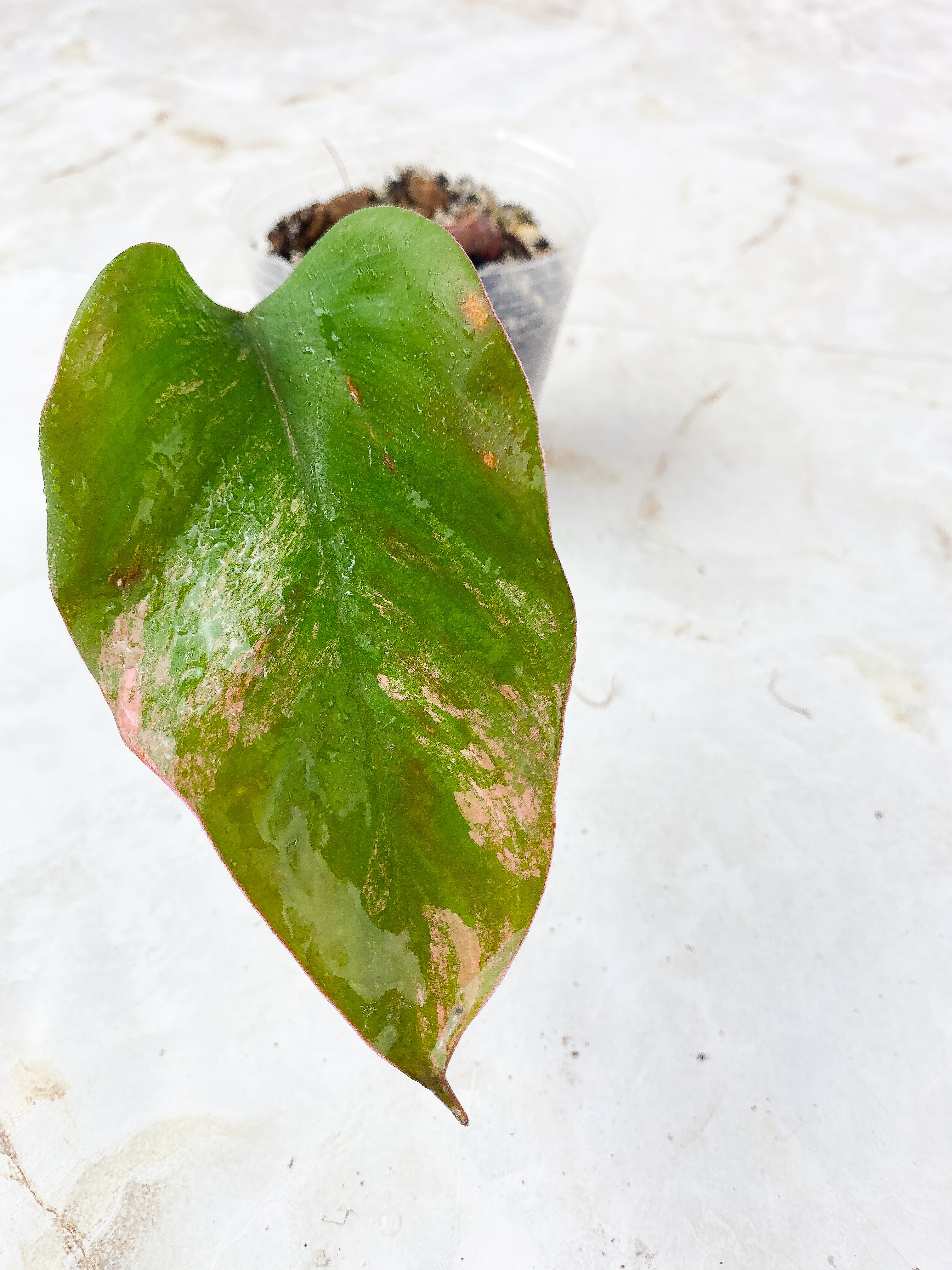 Philodendron Strawberry Shake rooted 1 leaf 1 sprout