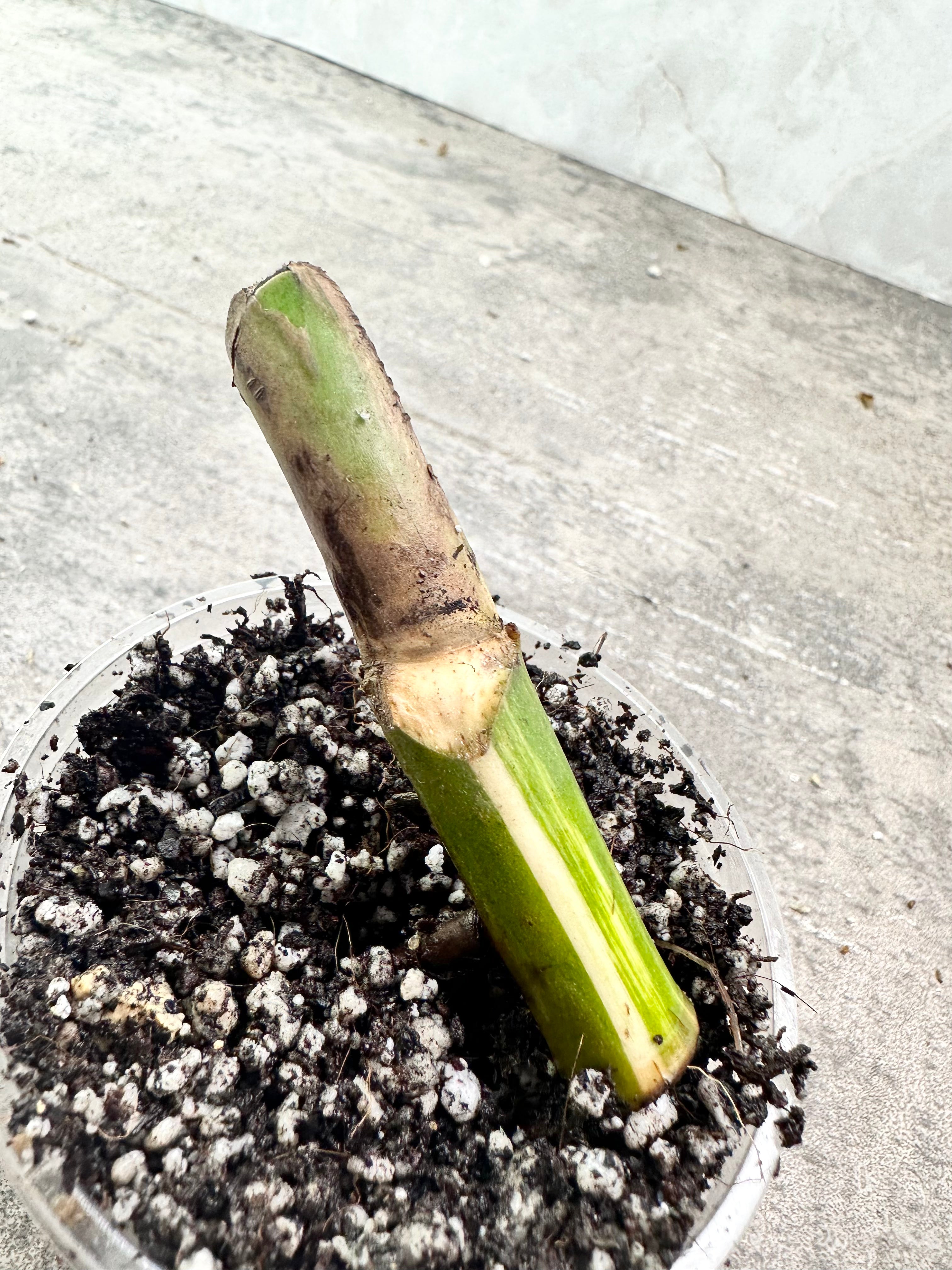 Monstera Albo Variegated rooting  node