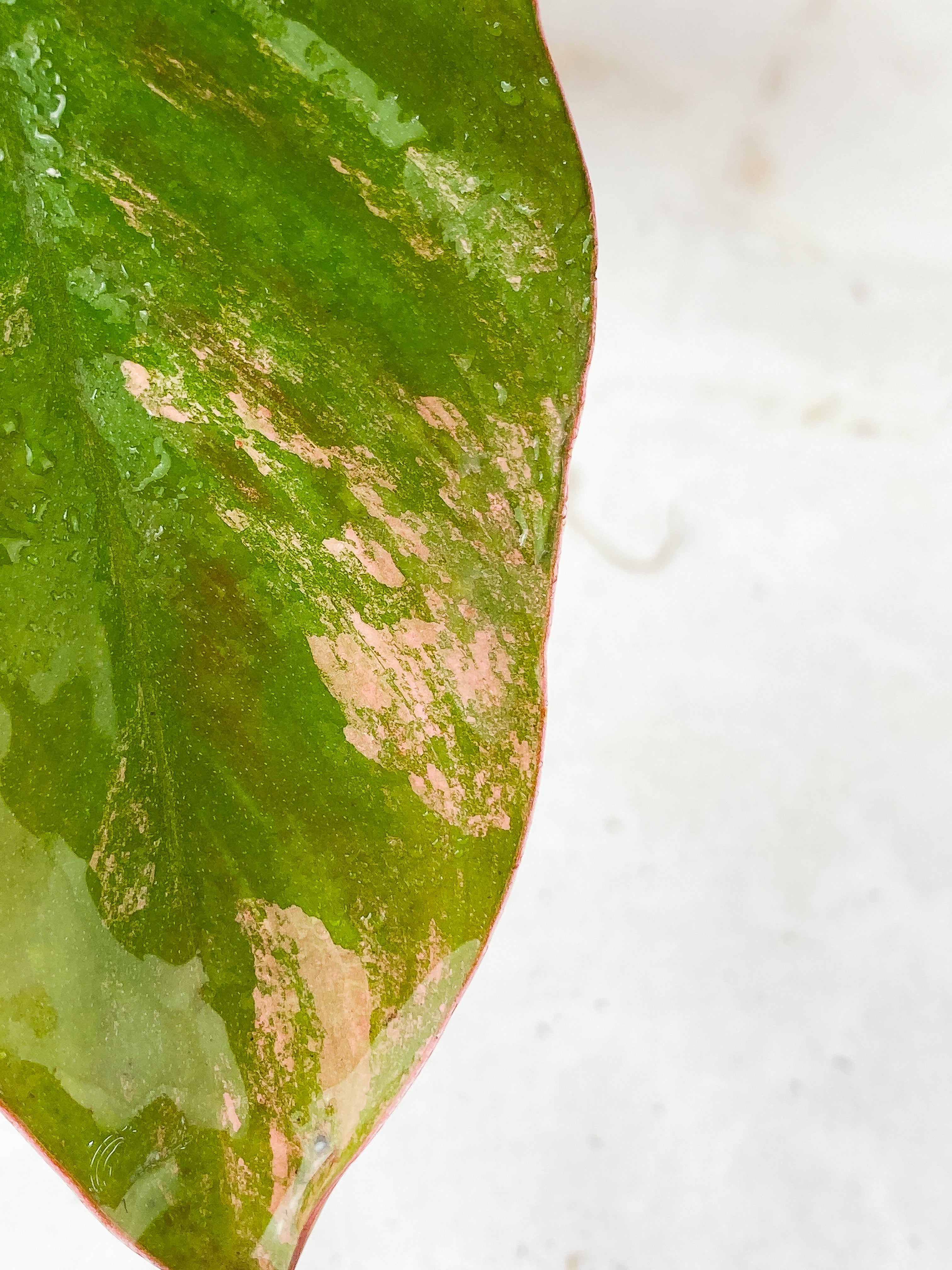 Philodendron Strawberry Shake rooted 1 leaf 1 sprout