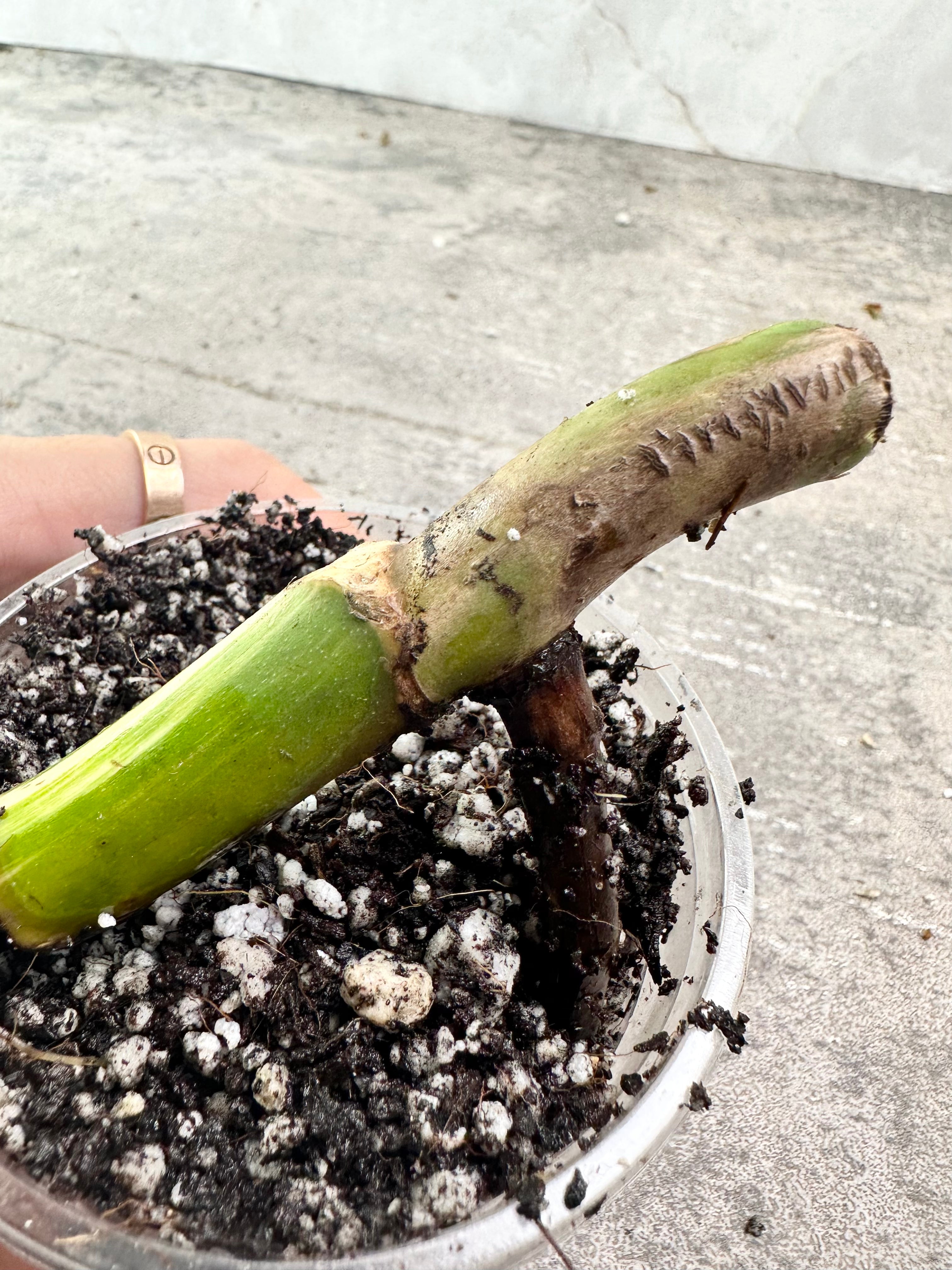 Monstera Albo Variegated rooting  node