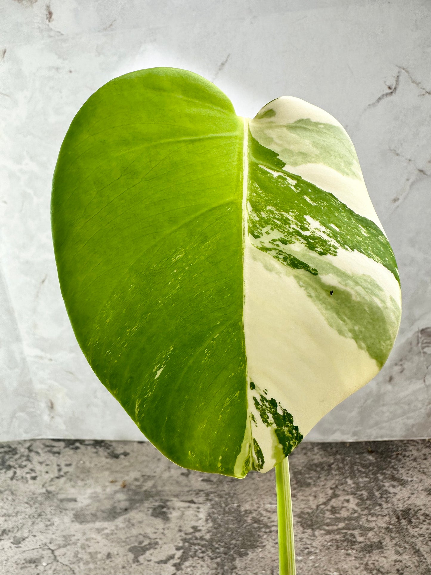 Monstera Albo Variegated rooting  top cutting double node 1 leaf