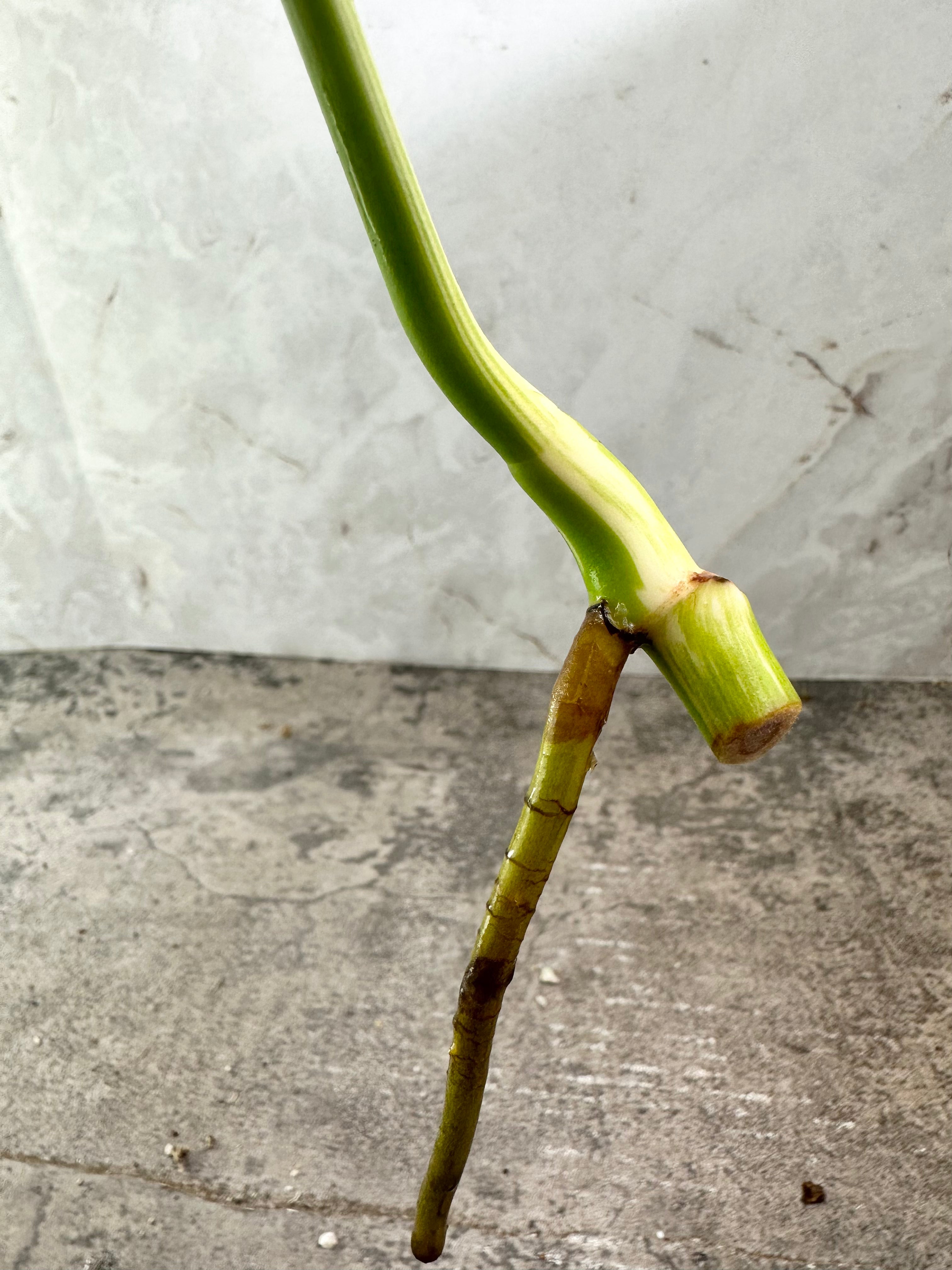 Monstera Albo Variegated rooting  top cutting double node 1 leaf