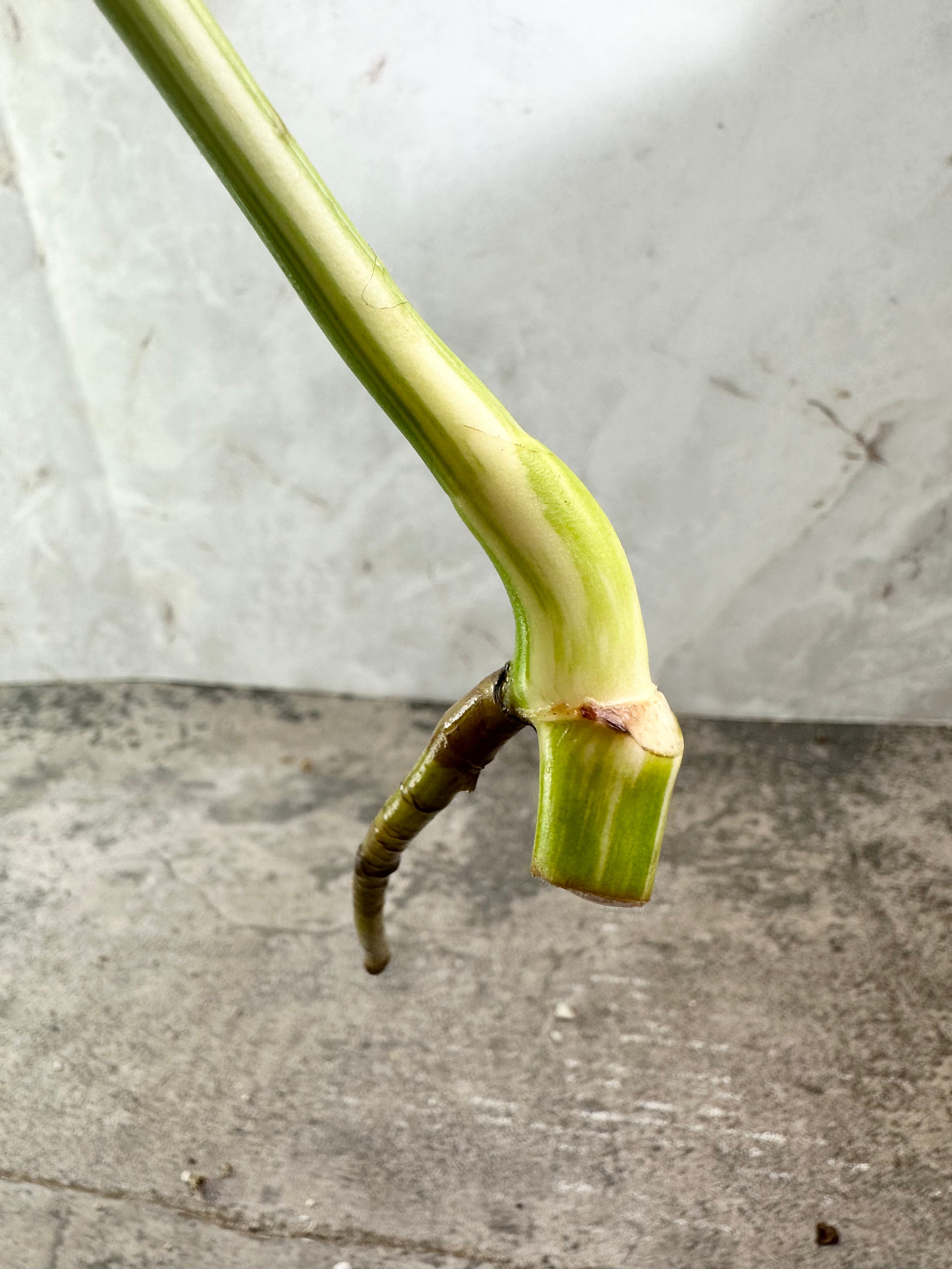 Monstera Albo Variegated rooting  top cutting double node 1 leaf