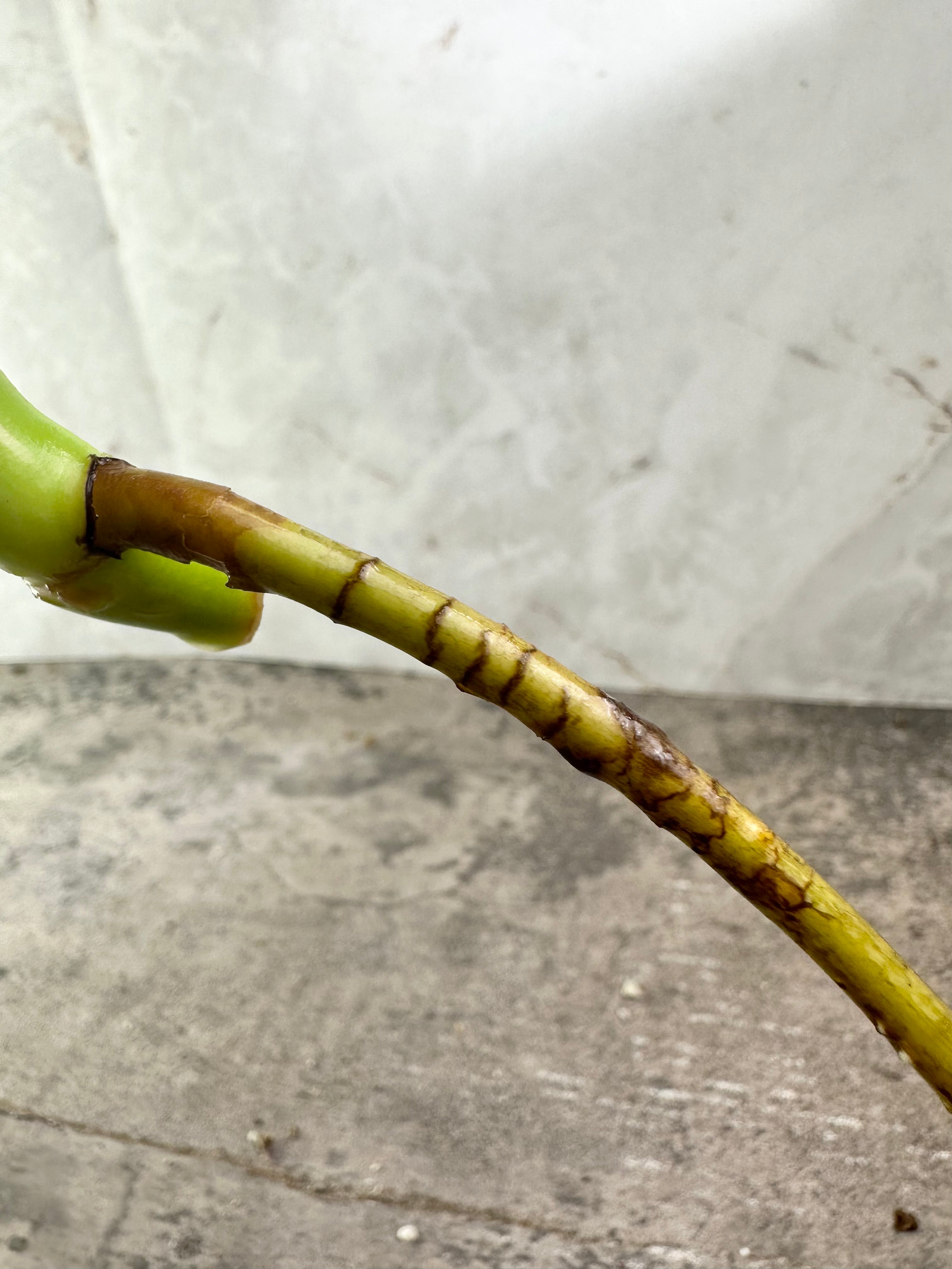 Monstera Albo Variegated rooting  top cutting double node 1 leaf