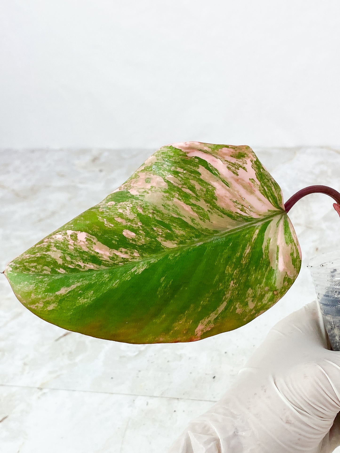 Philodendron Strawberry Shake rooted 1 big leaf, highly variegated