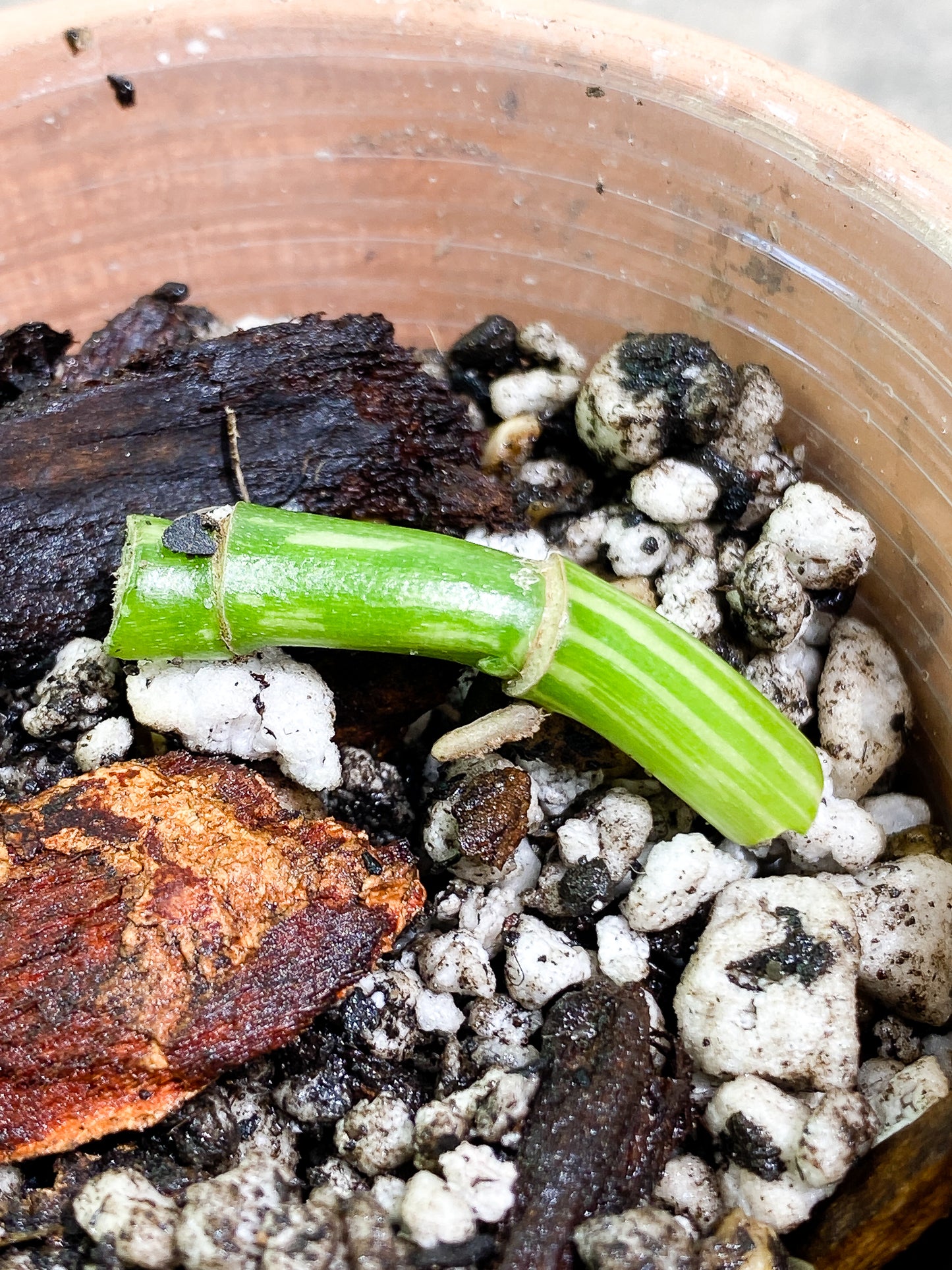 Monstera Standleyana Variegated slightly rooted double node with 2 growth points