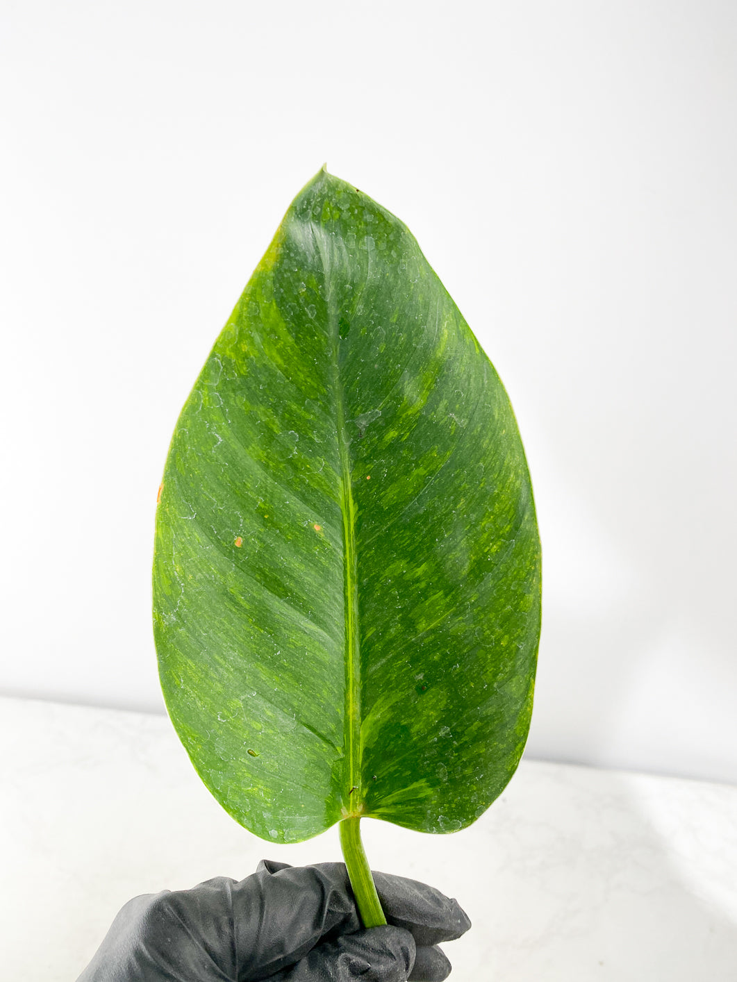 Philodendron Green Congo Marble Rooting 1 leaf 1 sprout
