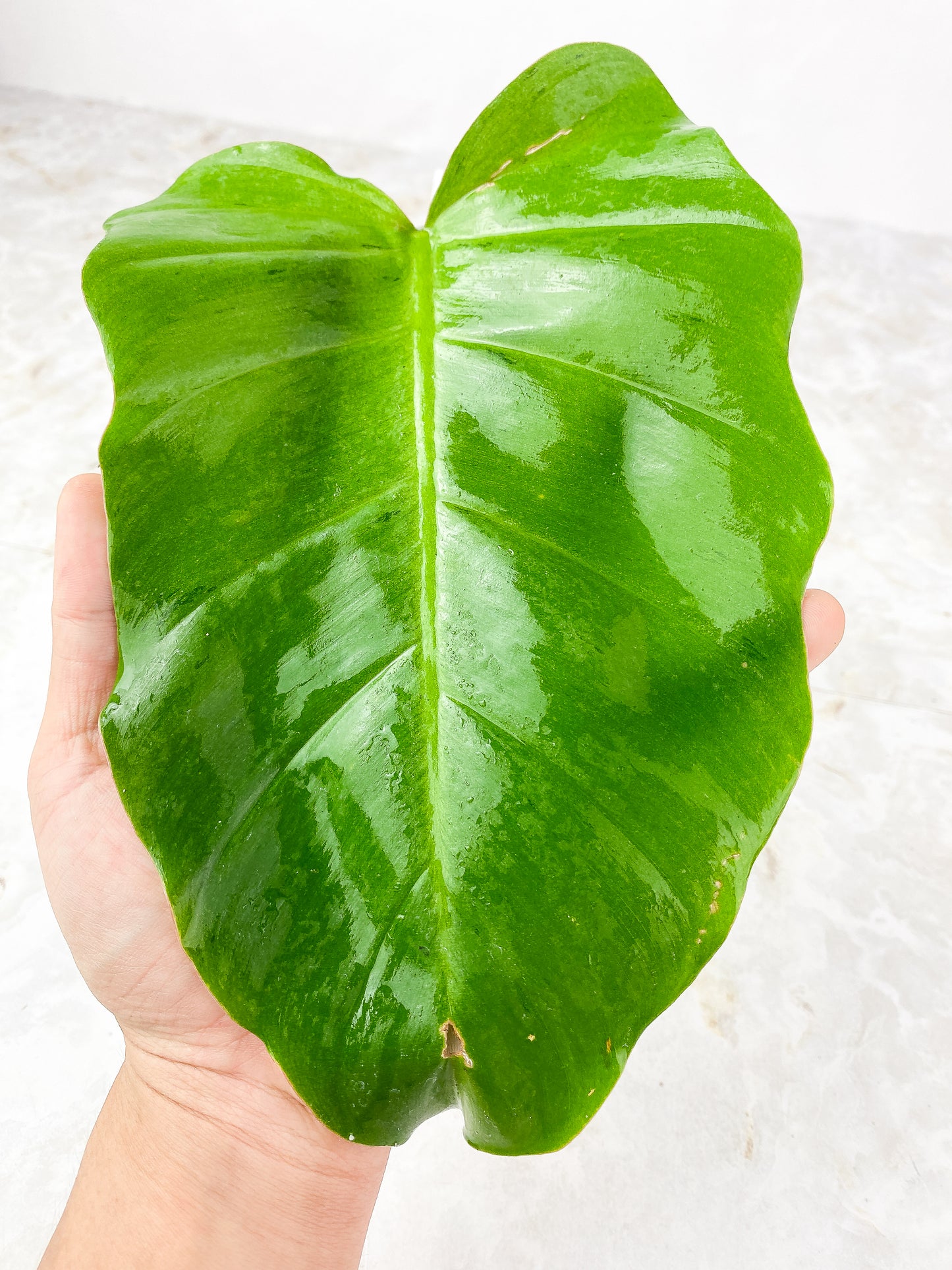 Philodendron Snowdrifts Slightly Rooted 1 Big leaf, 1 sprout