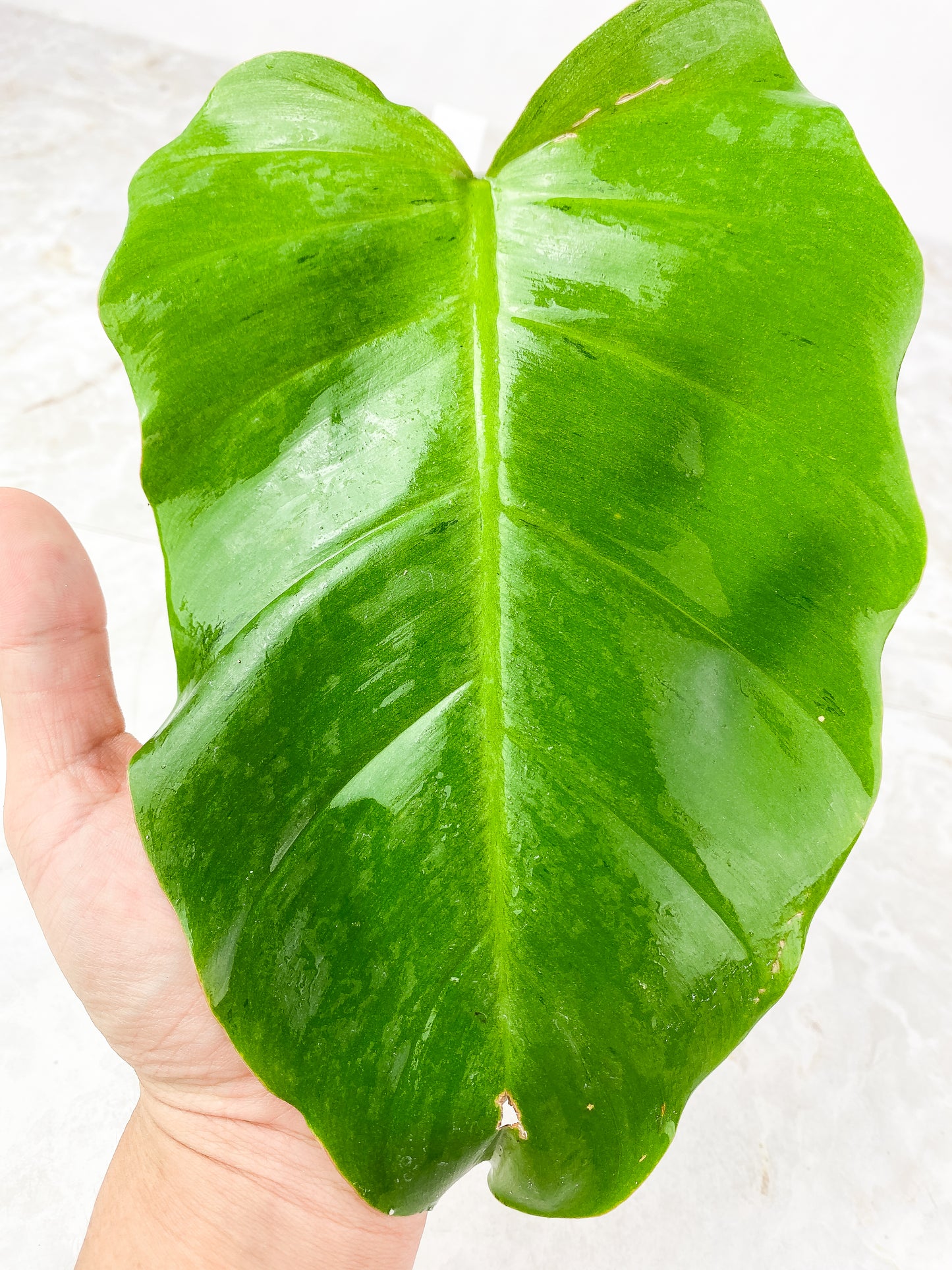 Philodendron Snowdrifts Slightly Rooted 1 Big leaf, 1 sprout