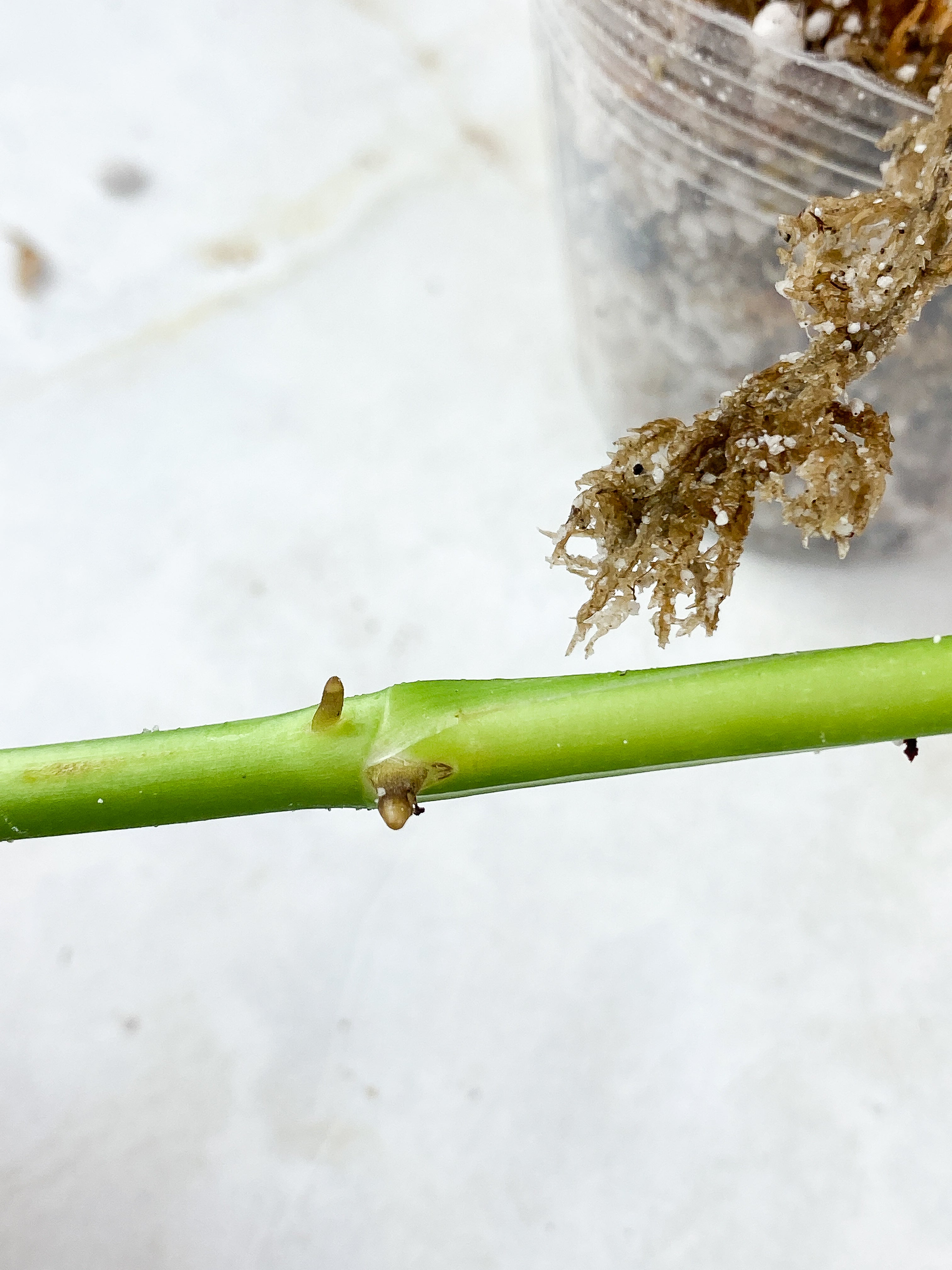 Monstera obliqua Los Tayos Rooting node