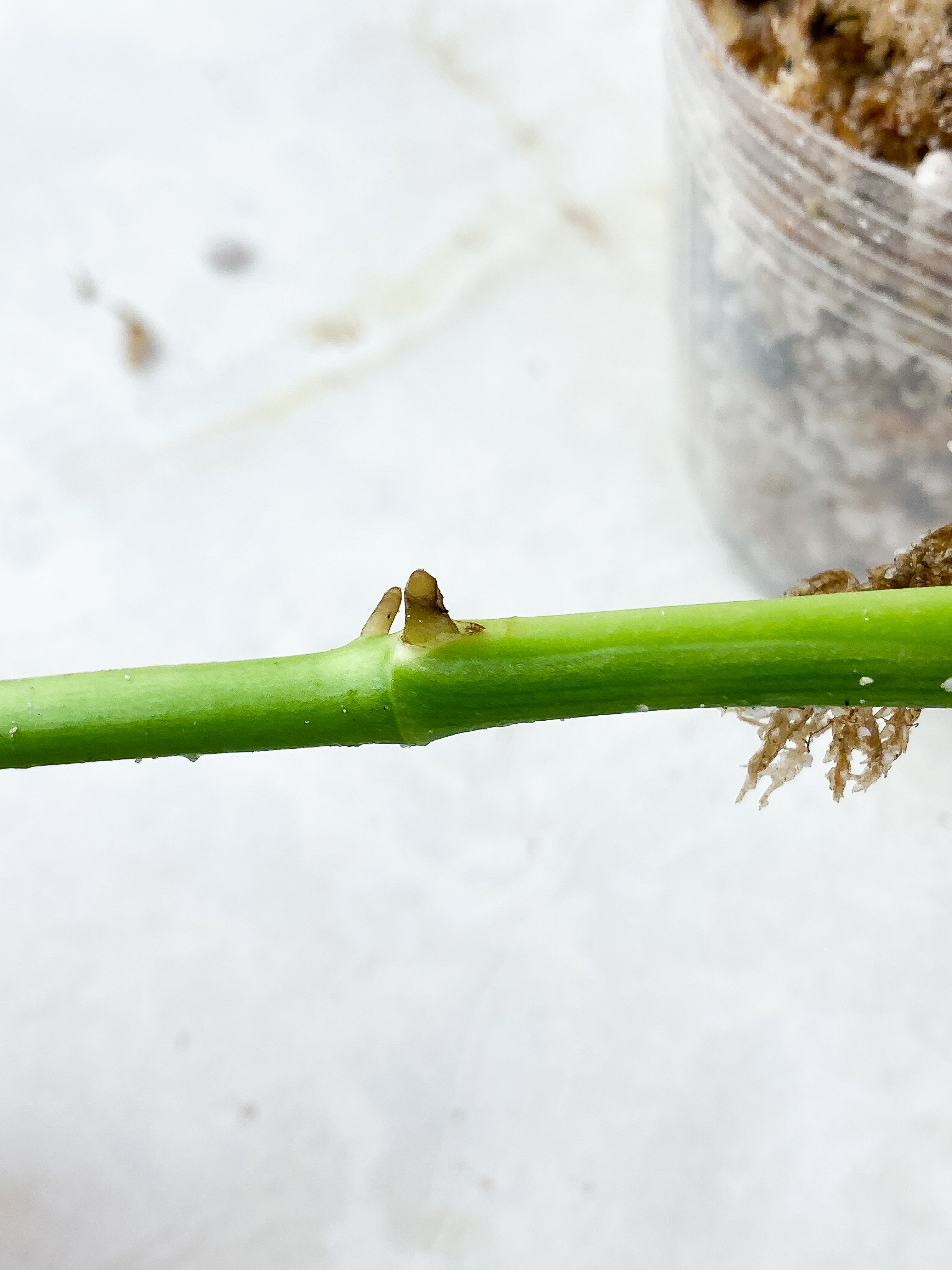 Monstera obliqua Los Tayos Rooting node