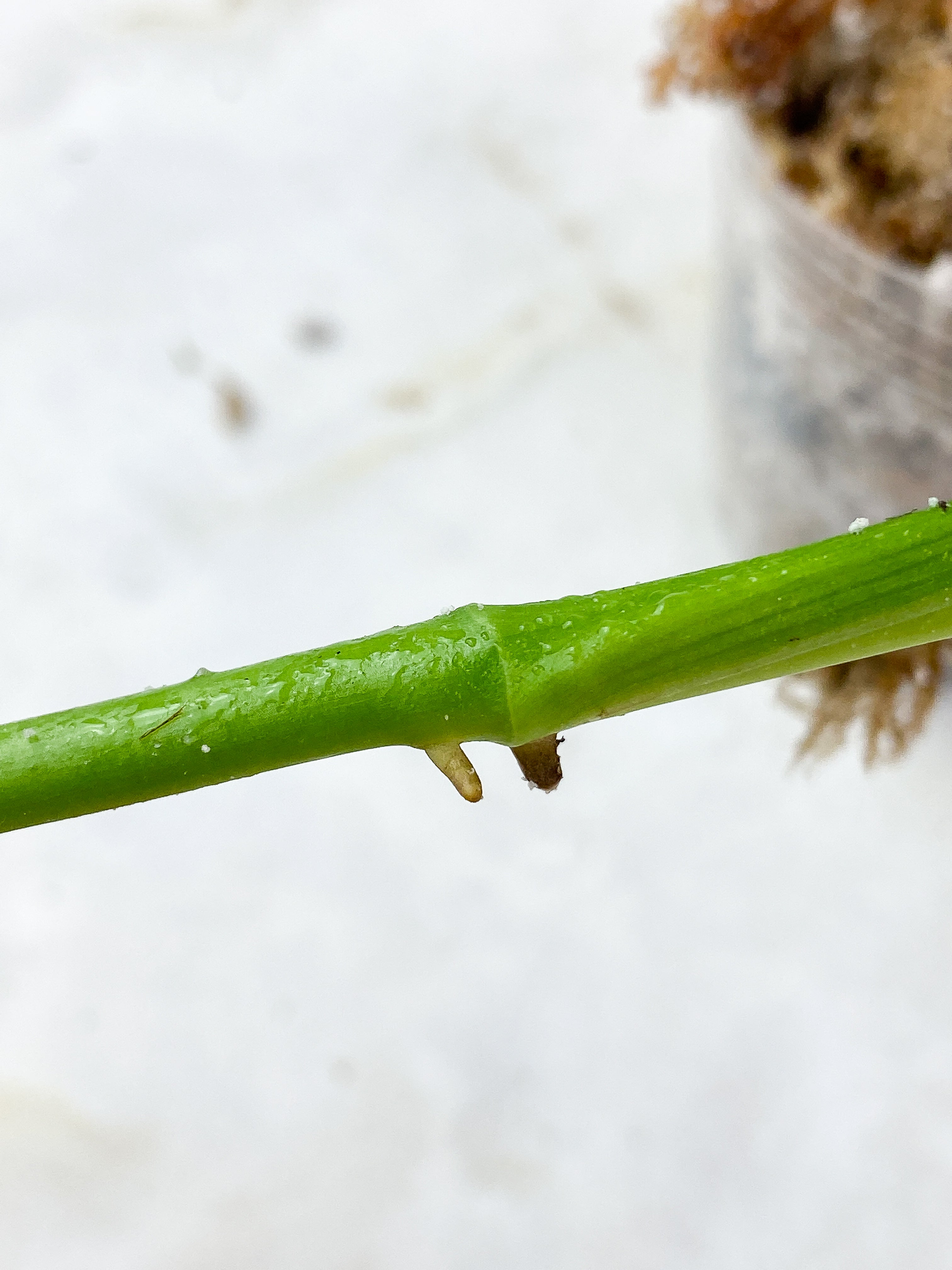 Monstera obliqua Los Tayos Rooting node