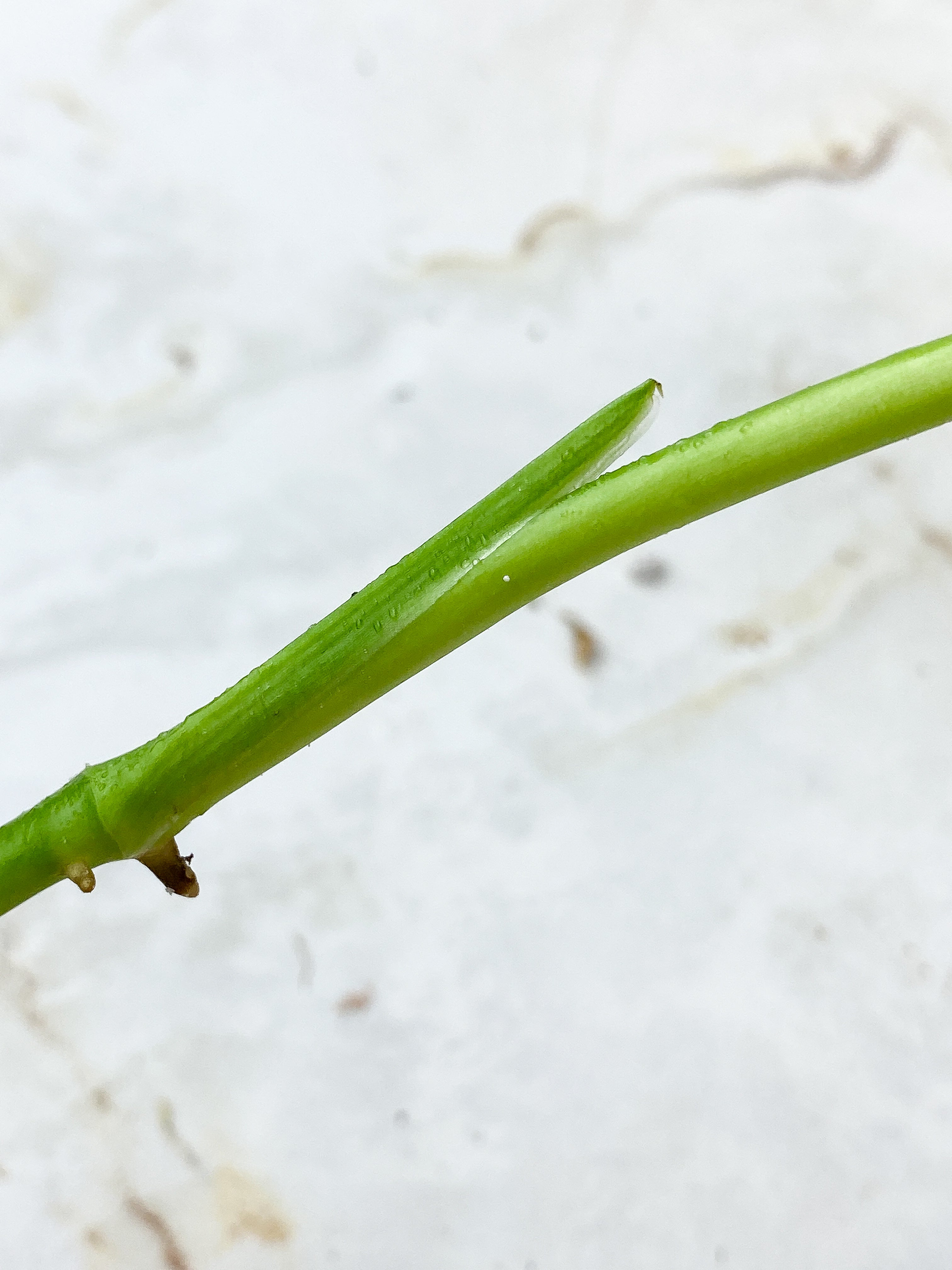 Monstera obliqua Los Tayos Rooting node