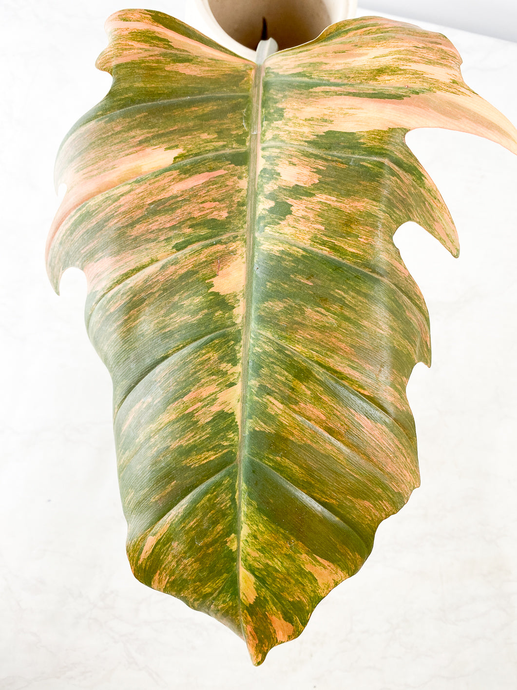 Philodendron Caramel Marble Top Cutting Rooting 1 leaf 1 sprout