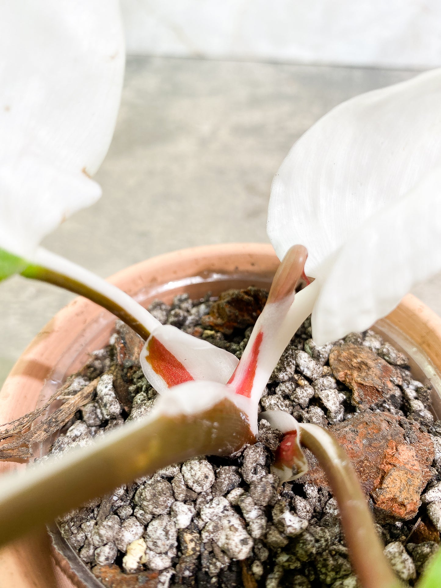 Philodendron White Knight 4 leaves 1 sprout slightly rooted
