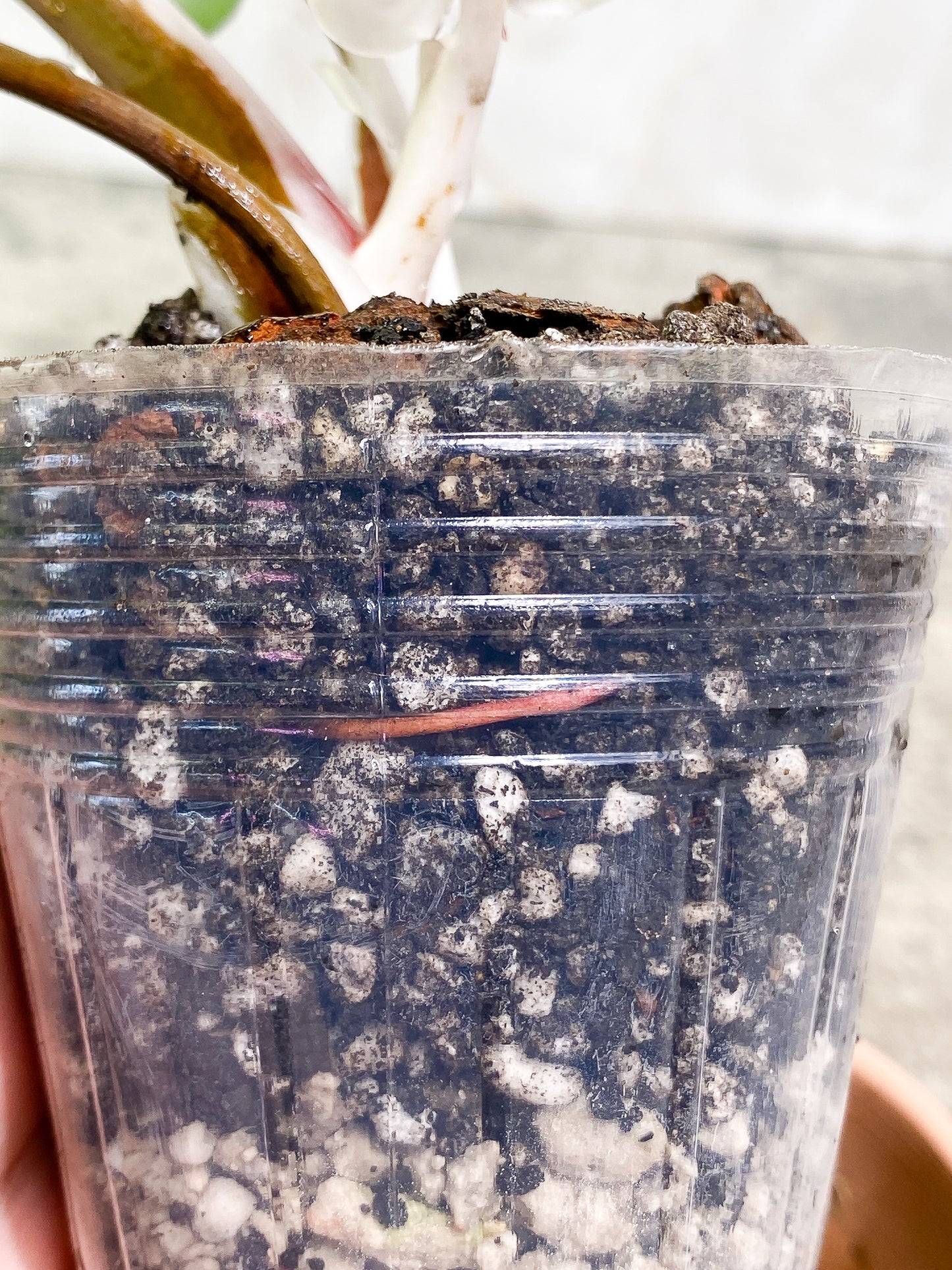 Philodendron White Knight 4 leaves 1 sprout slightly rooted