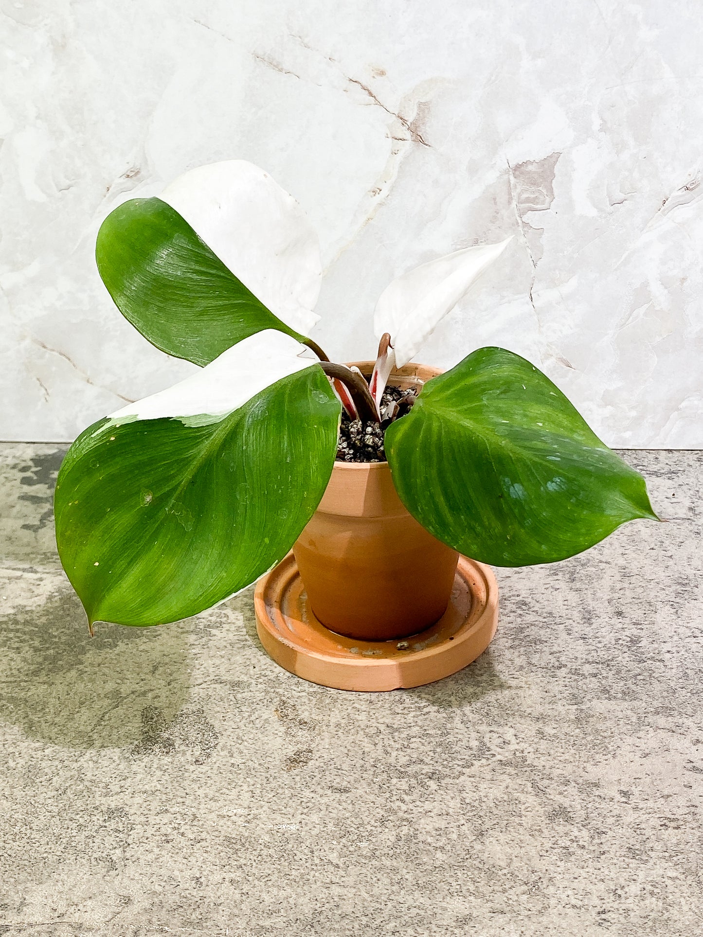Philodendron White Knight 4 leaves 1 sprout slightly rooted