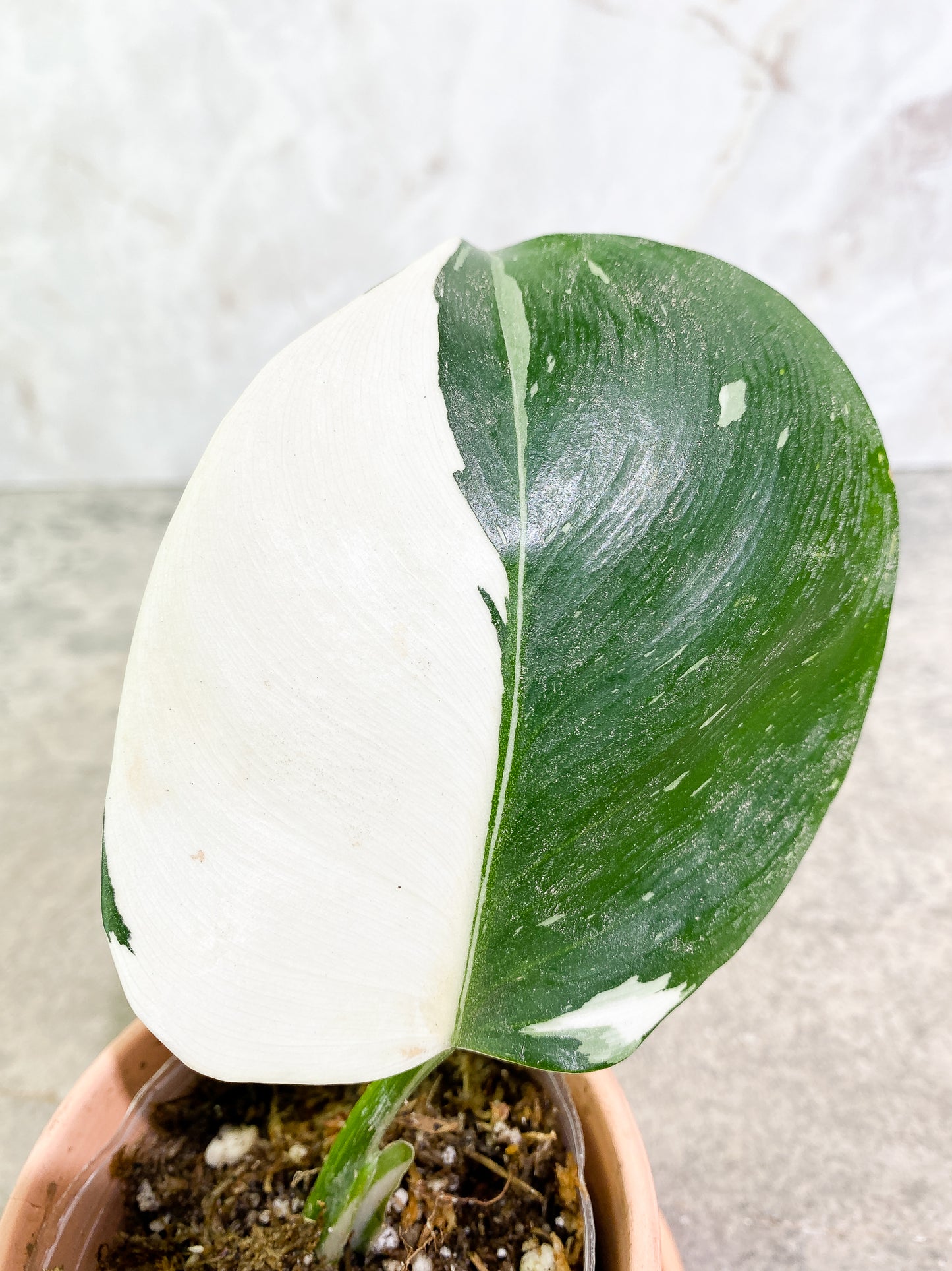 Philodendron White Wizard 1 leaf rooting