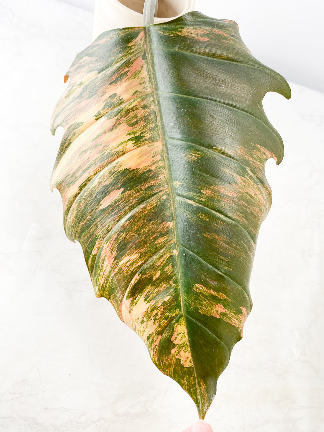 Philodendron Caramel Marble  Rooting 1 leaf 1 sprout