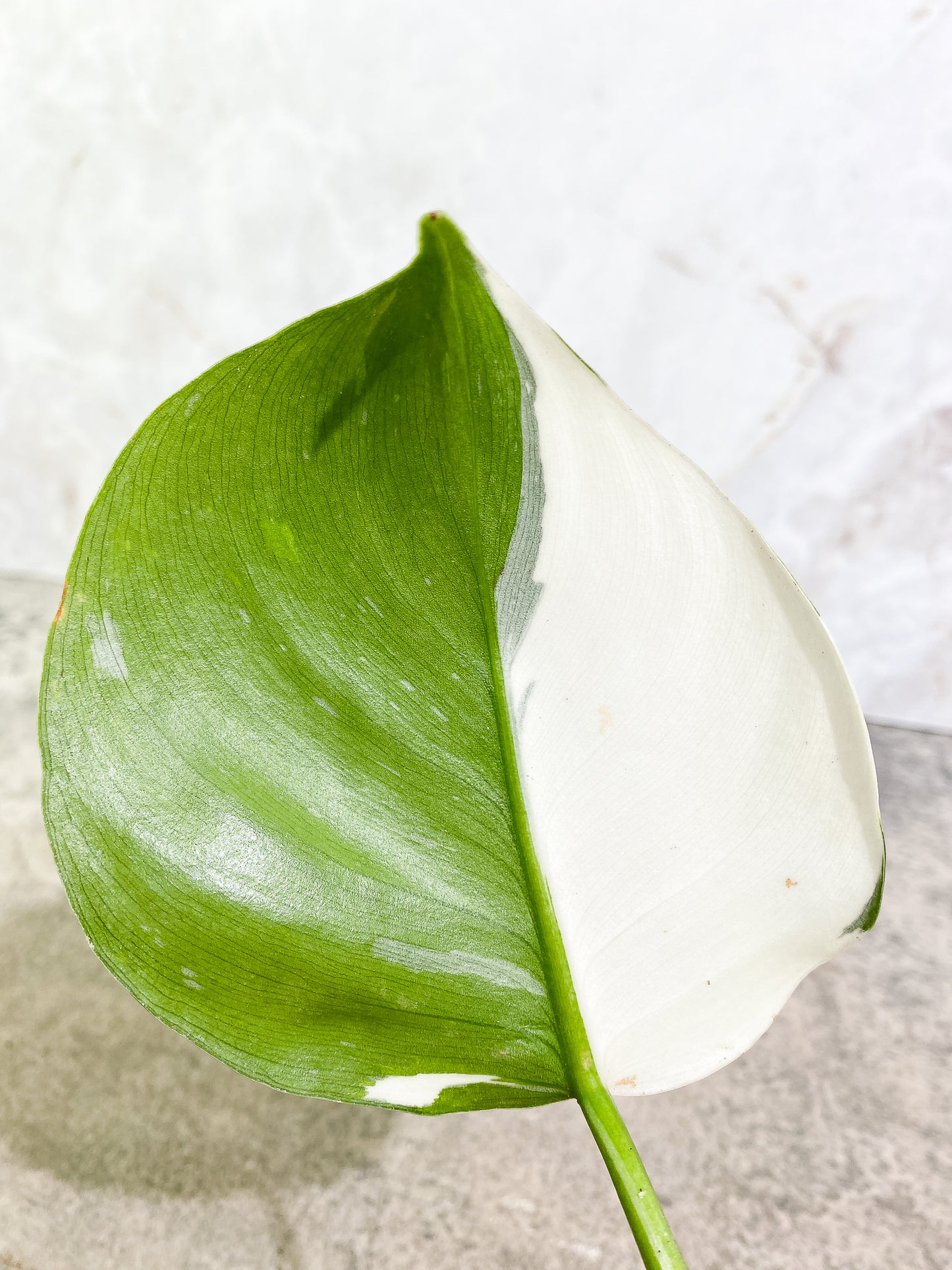 Philodendron White Wizard 1 leaf rooting