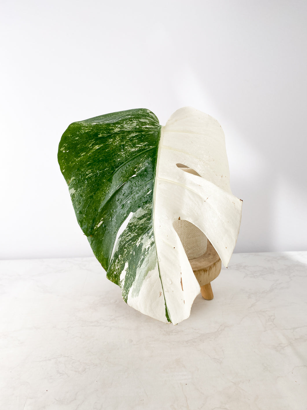 Monstera White Tiger Rooting 1 leaf 1 sprout