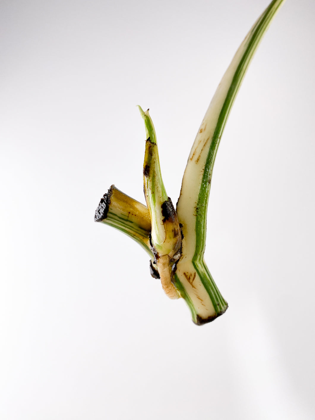 Monstera White Tiger Rooting 1 leaf 1 sprout