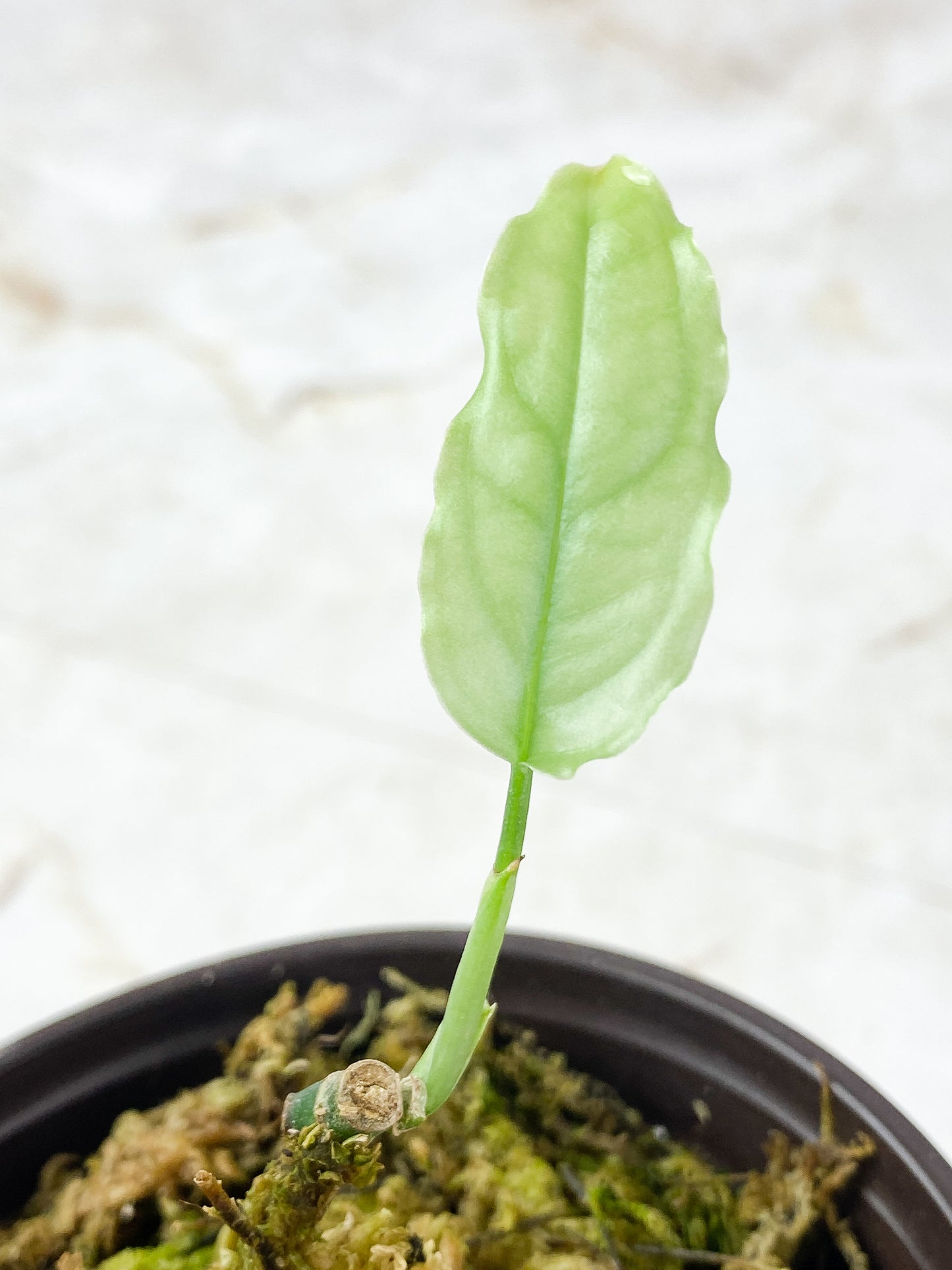 Monstera obliqua Peruvian Rooted 1 leaf