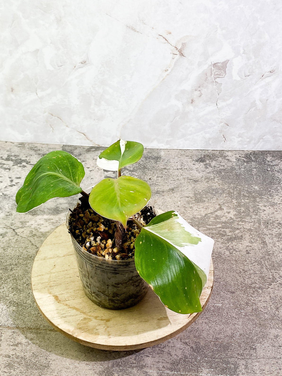 Philodendron White Knight  Tricolor Rooted