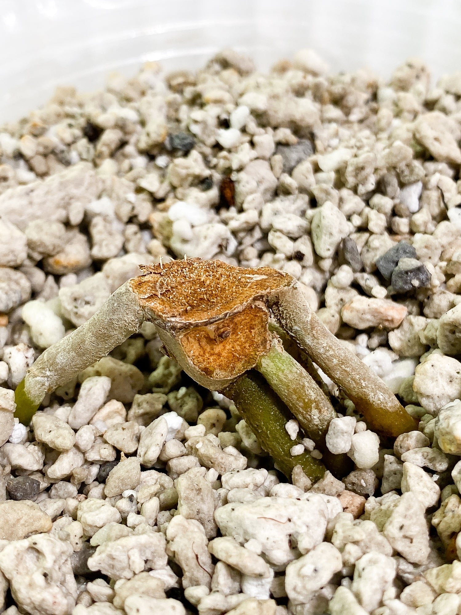 Anthurium papillilamium x  king of spades fully rooted node