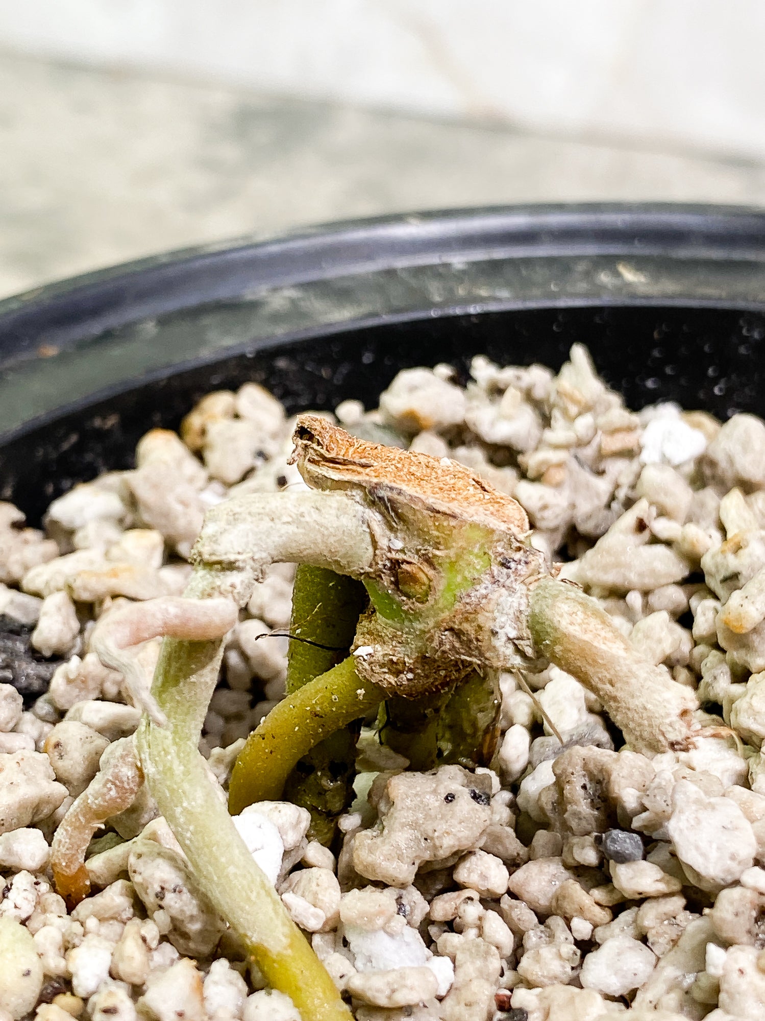 Anthurium papillilamium x  king of spades fully rooted node