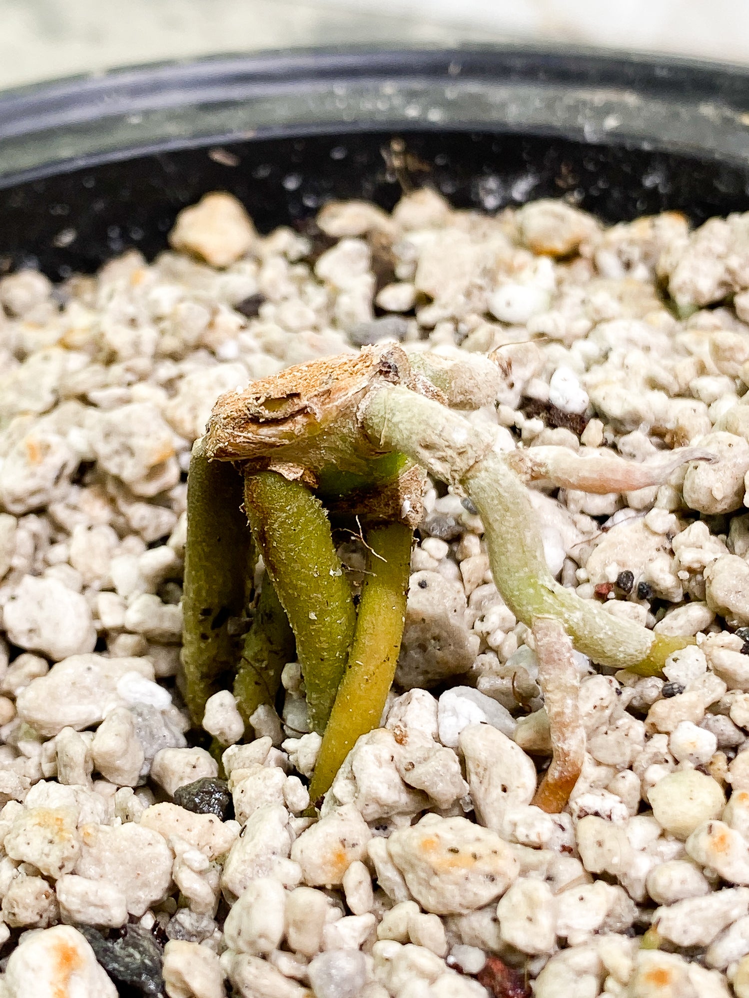 Anthurium papillilamium x  king of spades fully rooted node