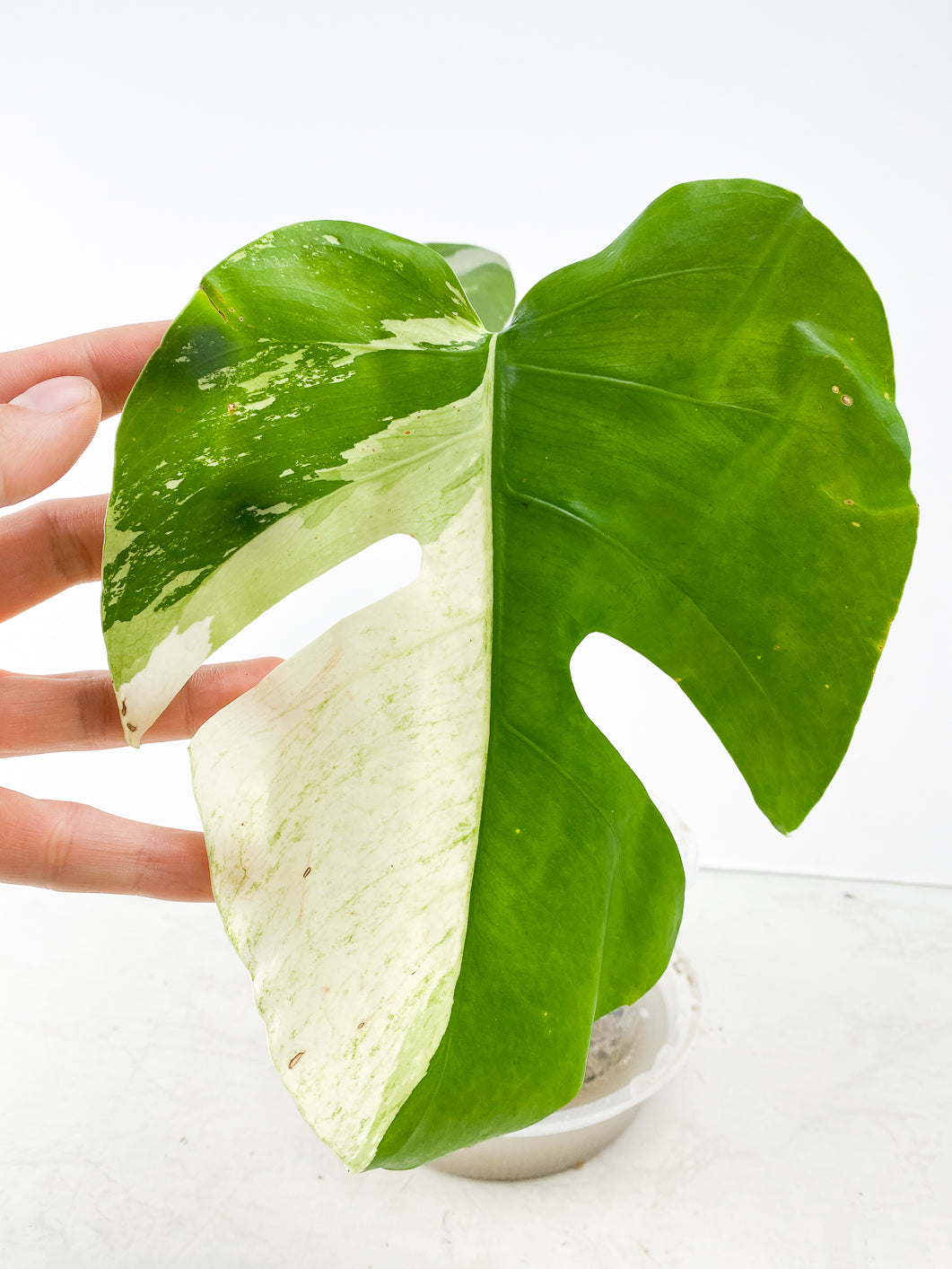 Monstera Mint Noid Slightly Rooted 2 leaves Top Cutting