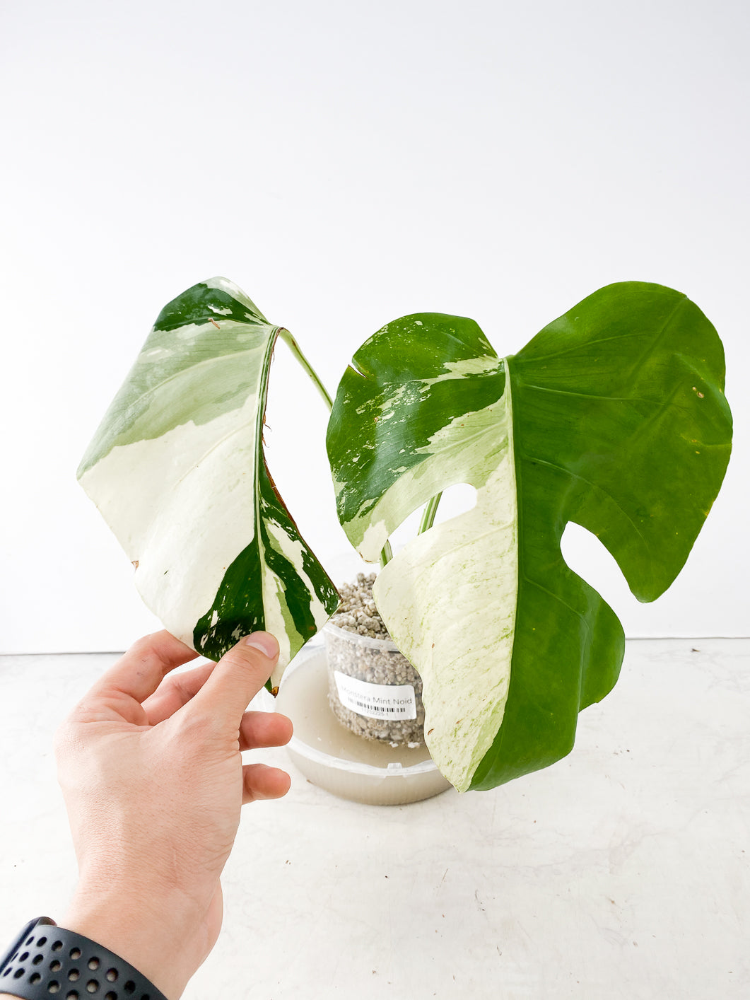 Monstera Mint Noid Slightly Rooted 2 leaves Top Cutting