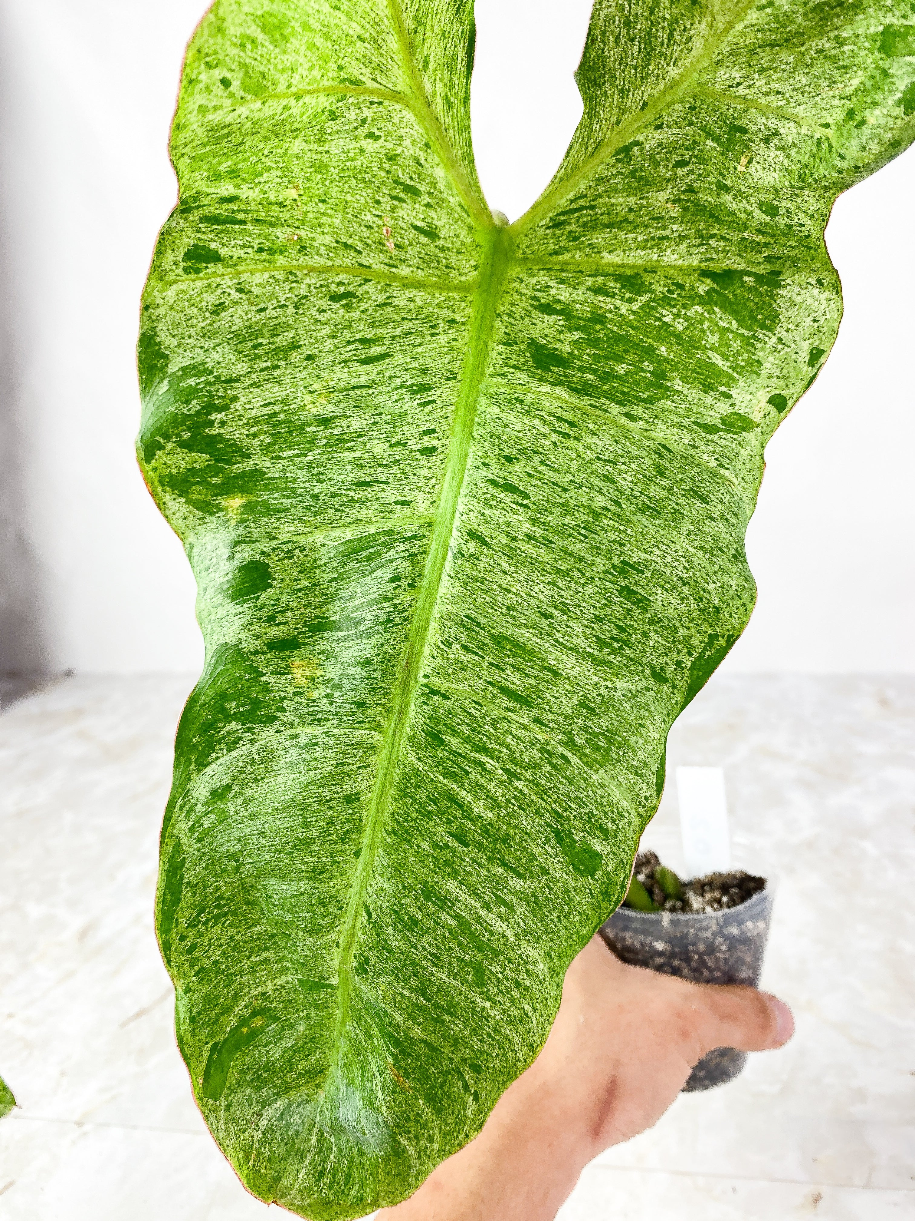 Philodendron Paraiso Verde Rooted 1 huge leaf