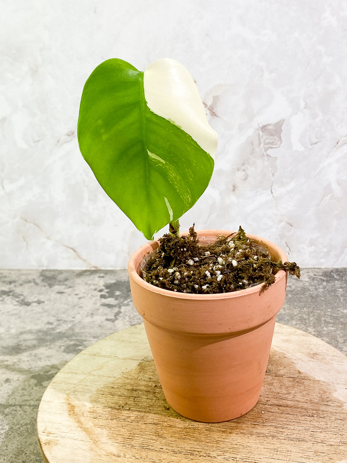 Monstera Albo Rooted