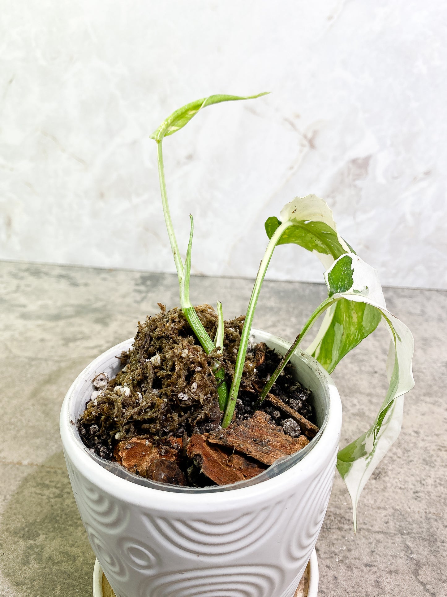 Epipremnum Pinnatum Variegated 2 leaves 1 unfurling fully rooted