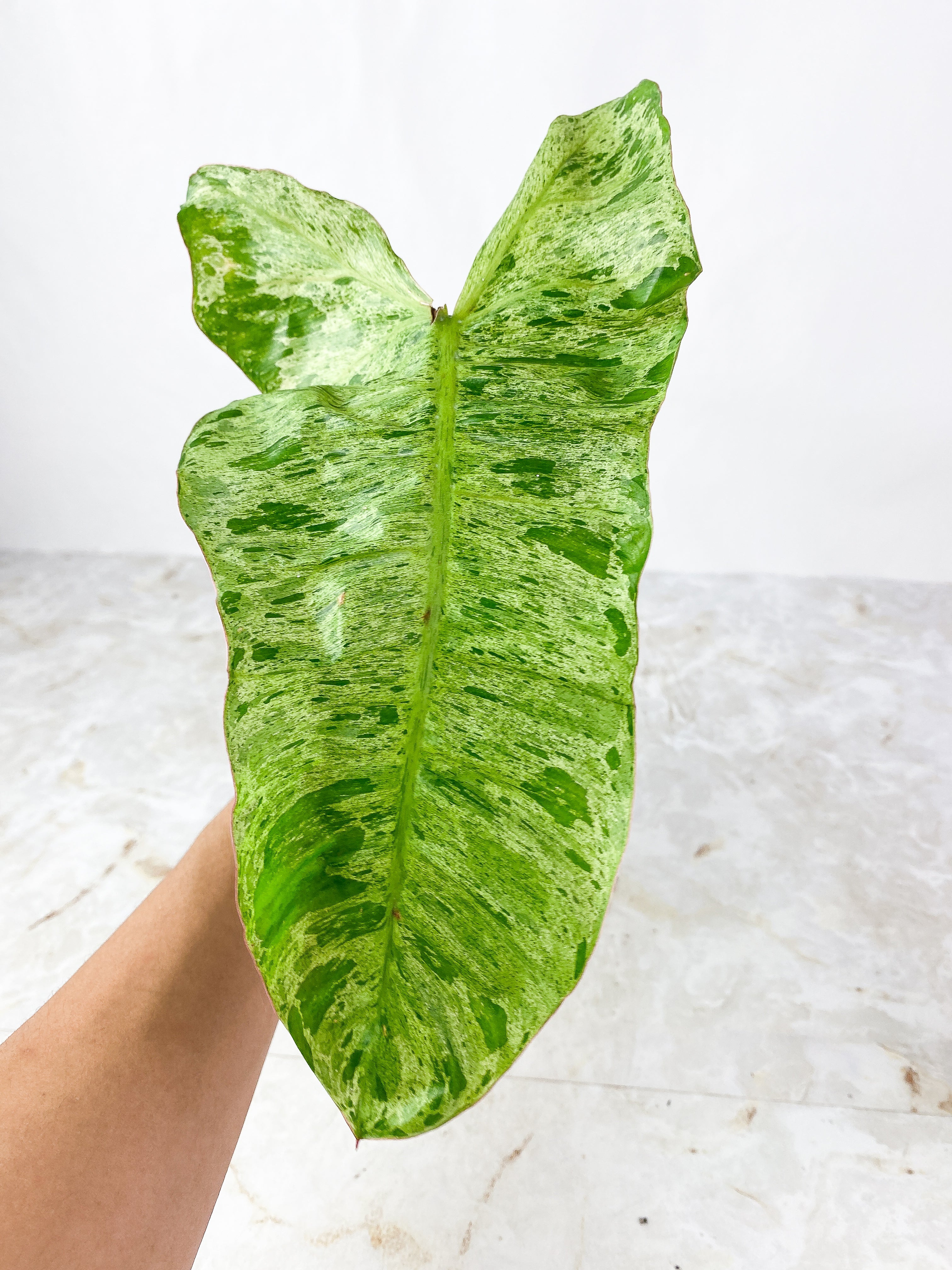 Philodendron Paraiso Verde slightly Rooted 1 leaf