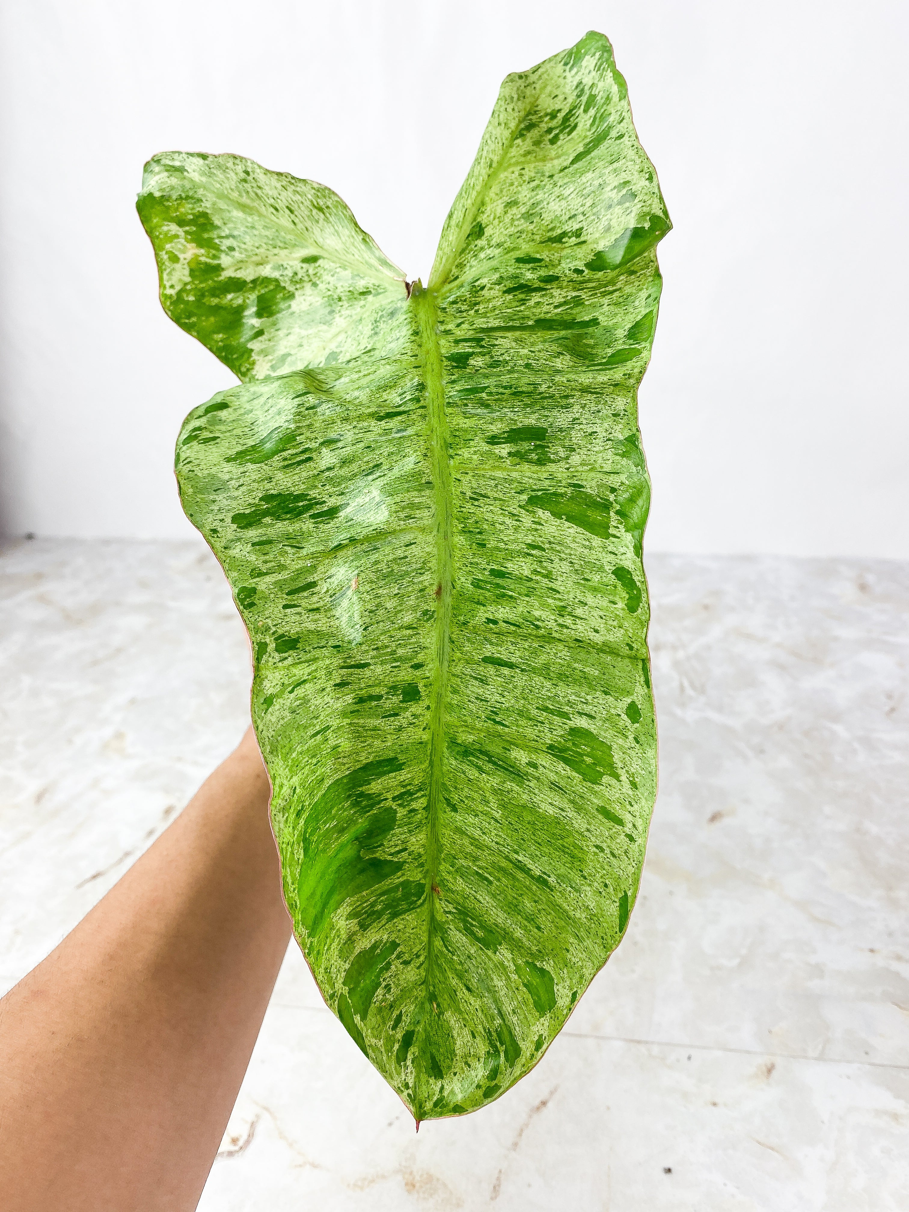 Philodendron Paraiso Verde slightly Rooted 1 leaf